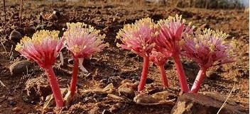 Haemanthus amarylloides ssp amarylloides