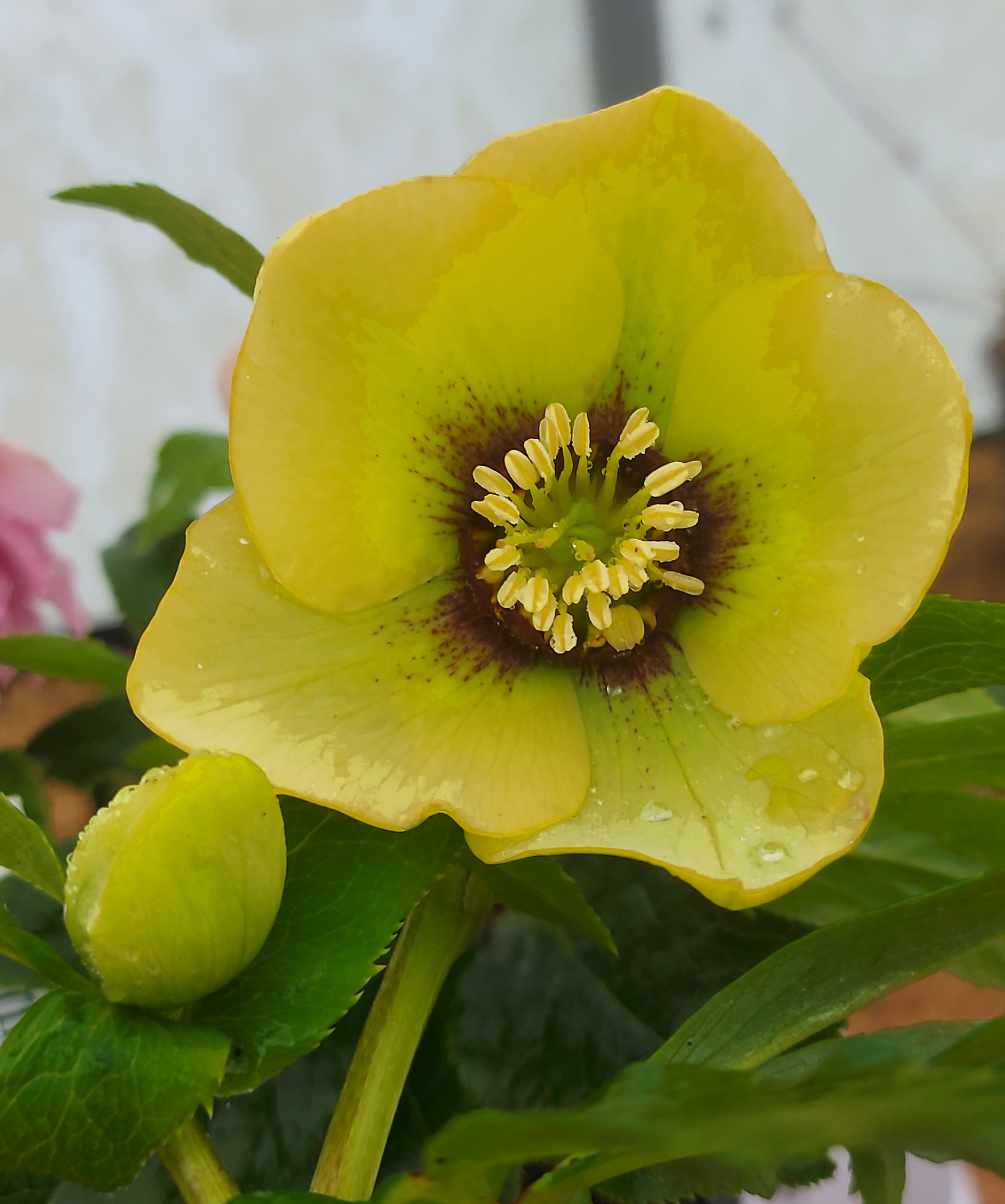 Helleborus x hybridus Single Yellow Red Spotted