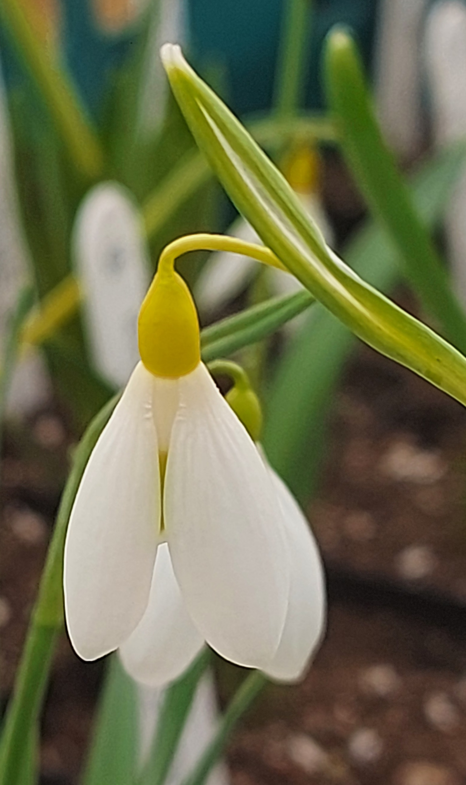 Galanthus Rainbow Golden Dart