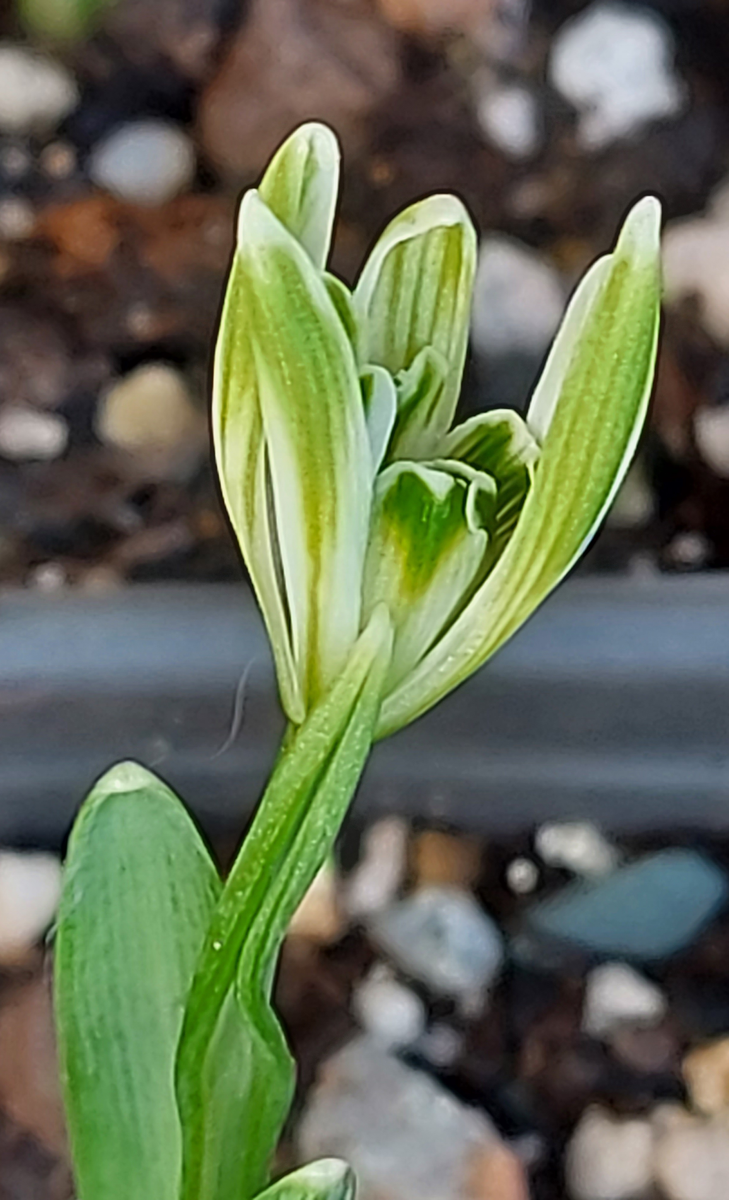 Galanthus Little Prince