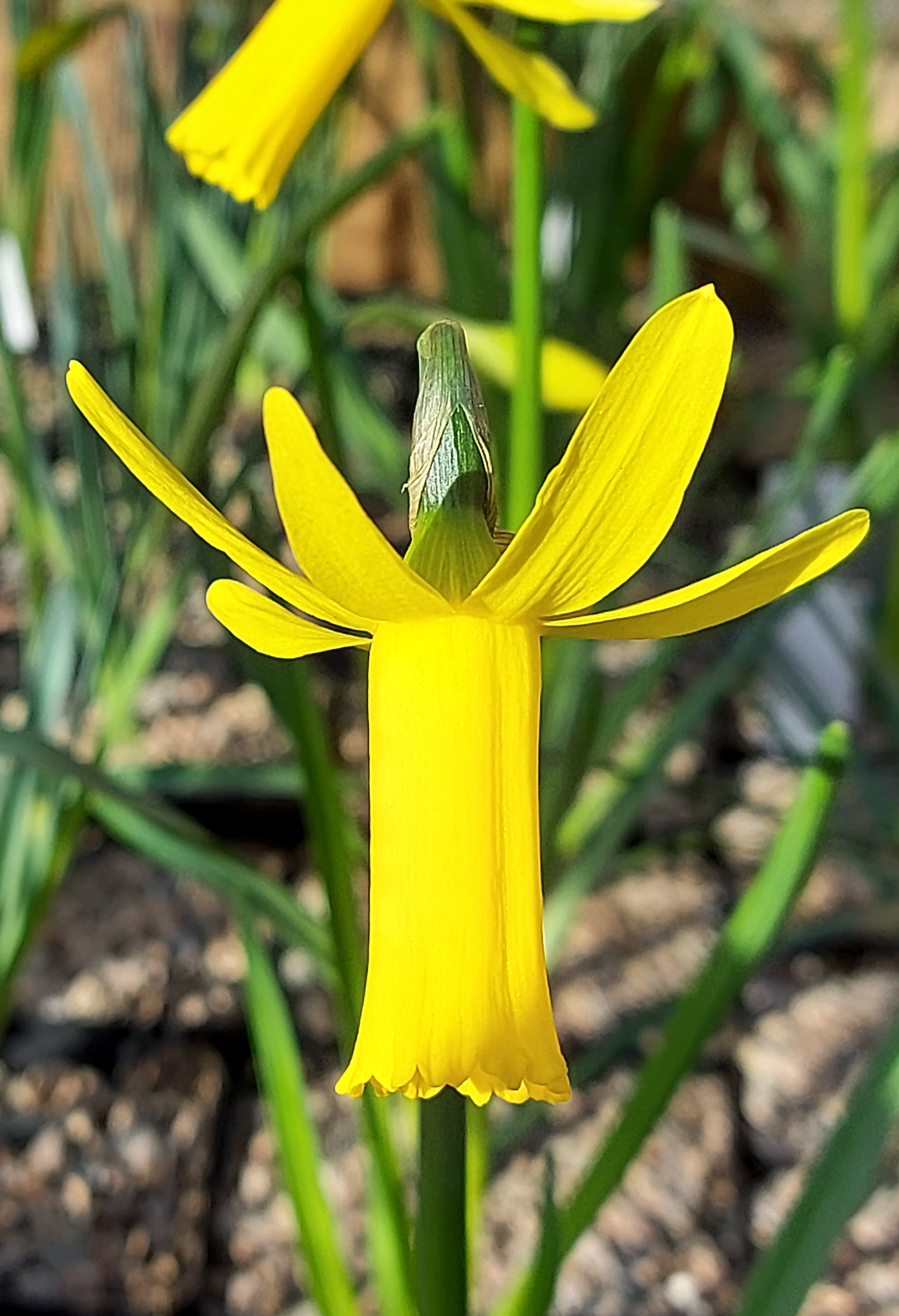 Narcissus cyclamineus Englander