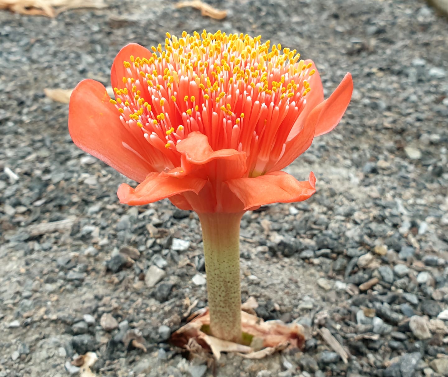 Haemanthus coccineus Northern Form