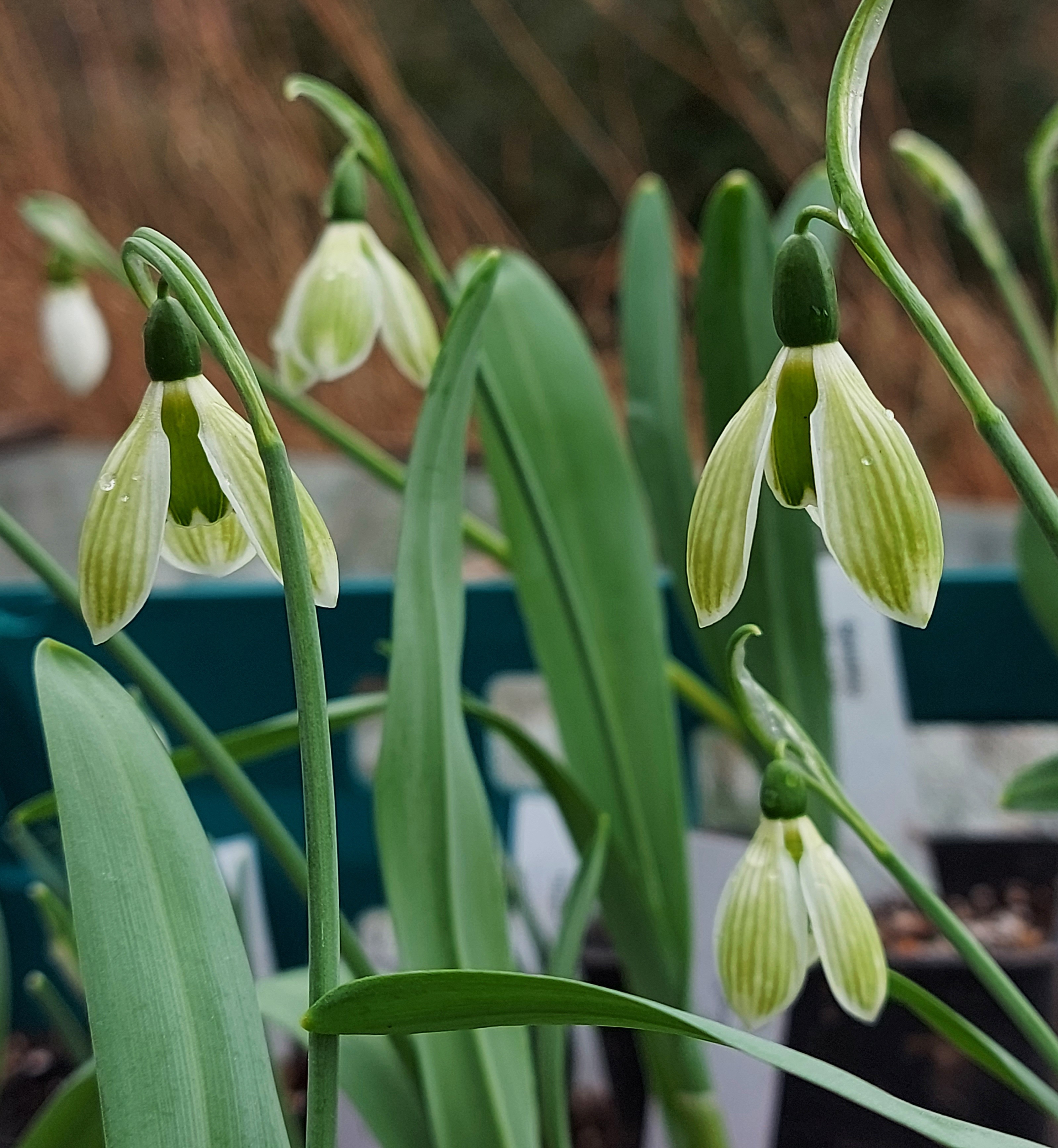 Galanthus Rosemary Burnham