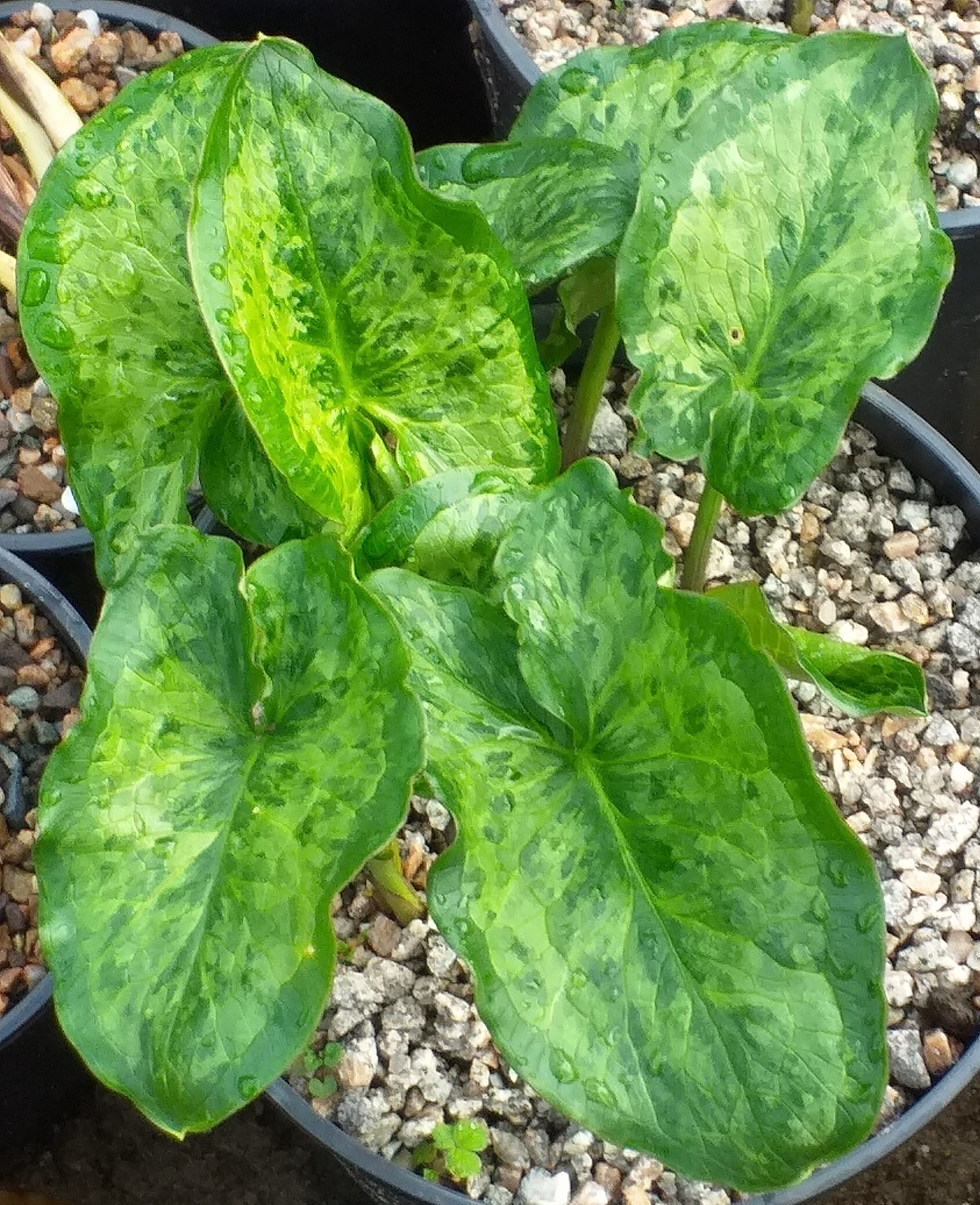 Arum Chameleon