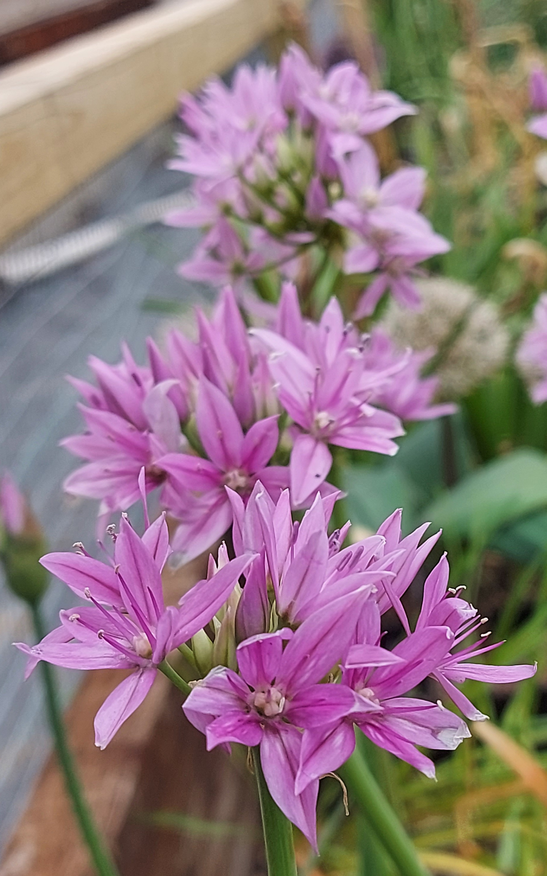 Allium insubricum Eros