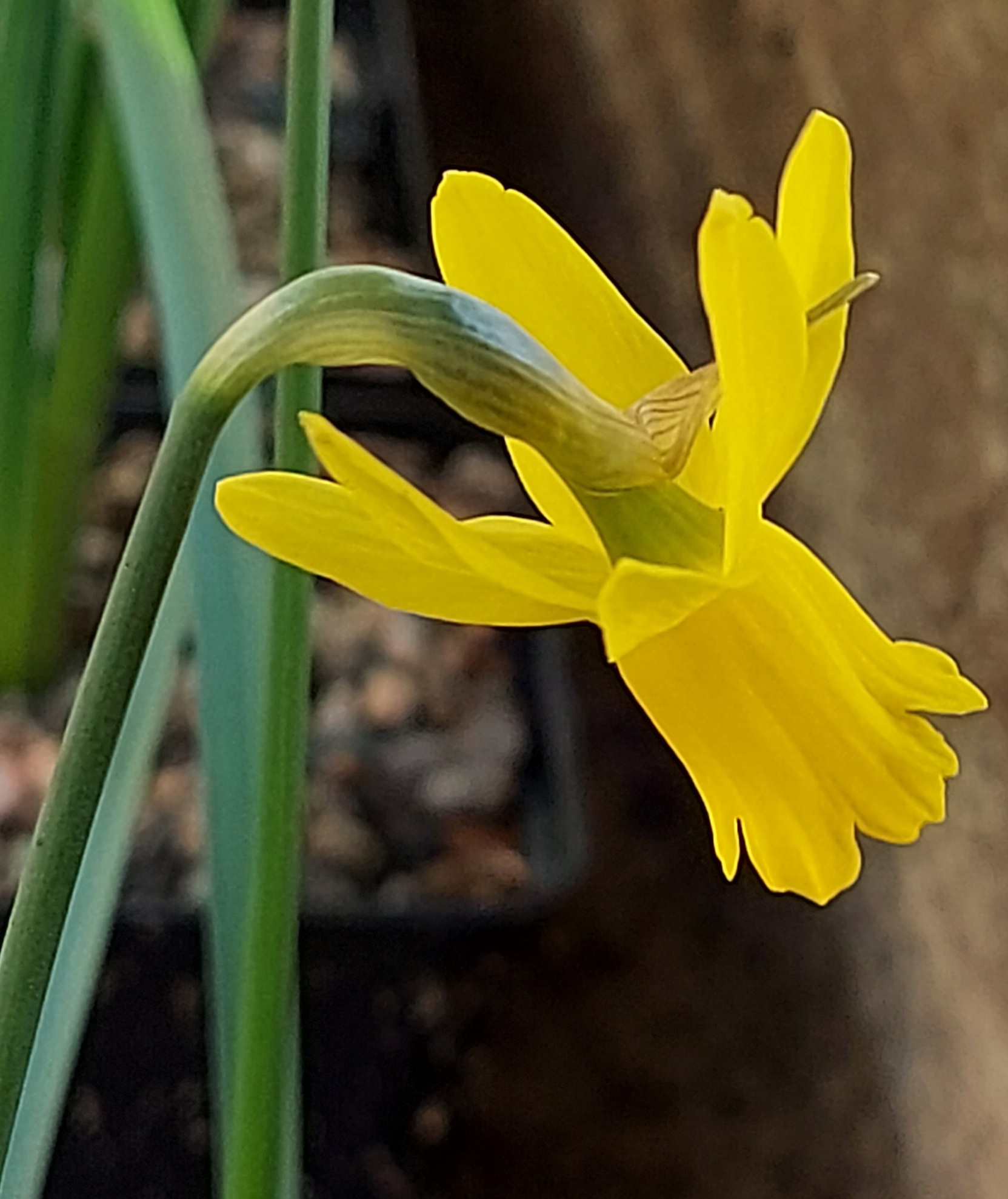 Narcissus Minionette