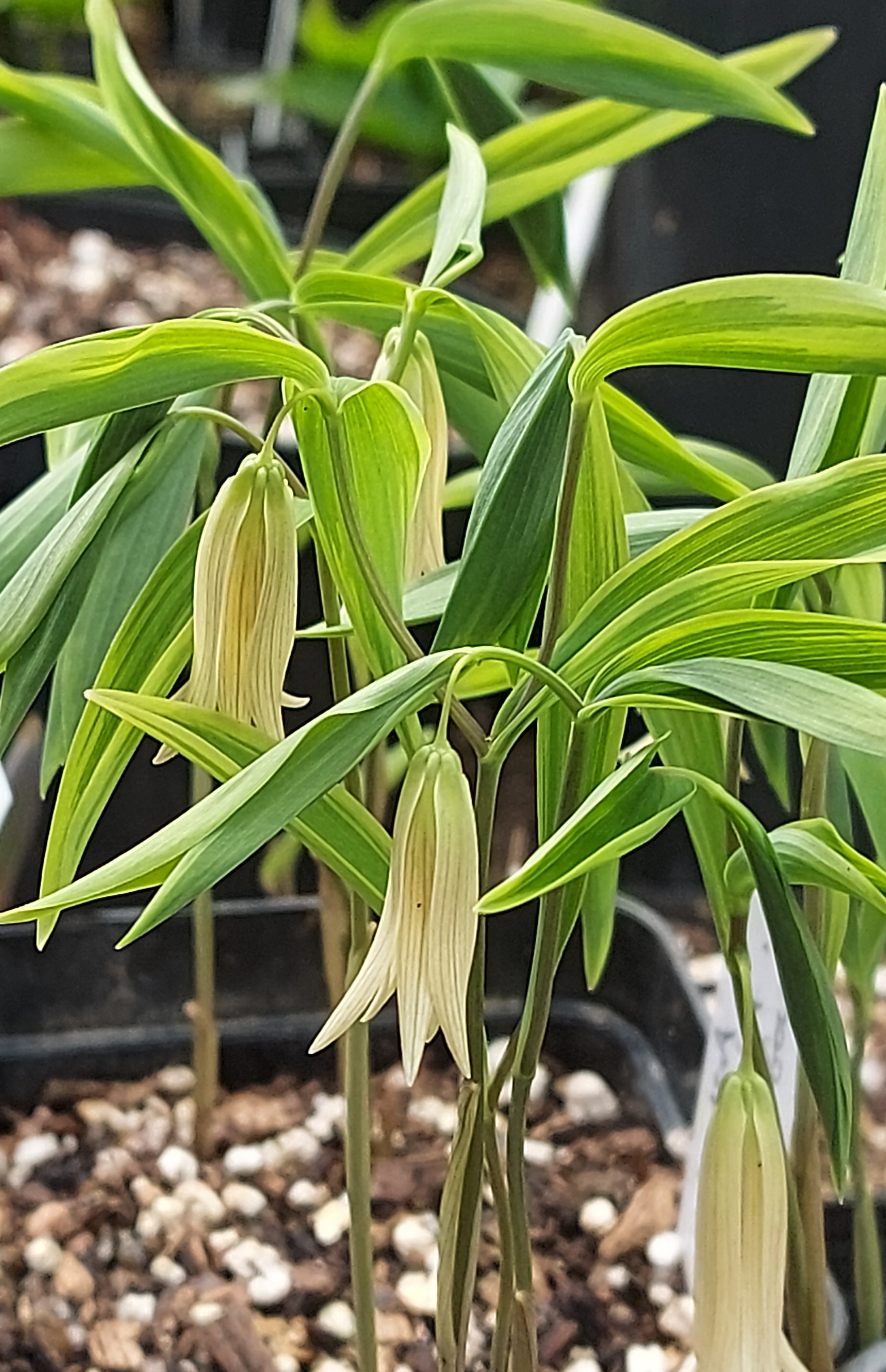Uvularia sessiliflora Collingwood Gold