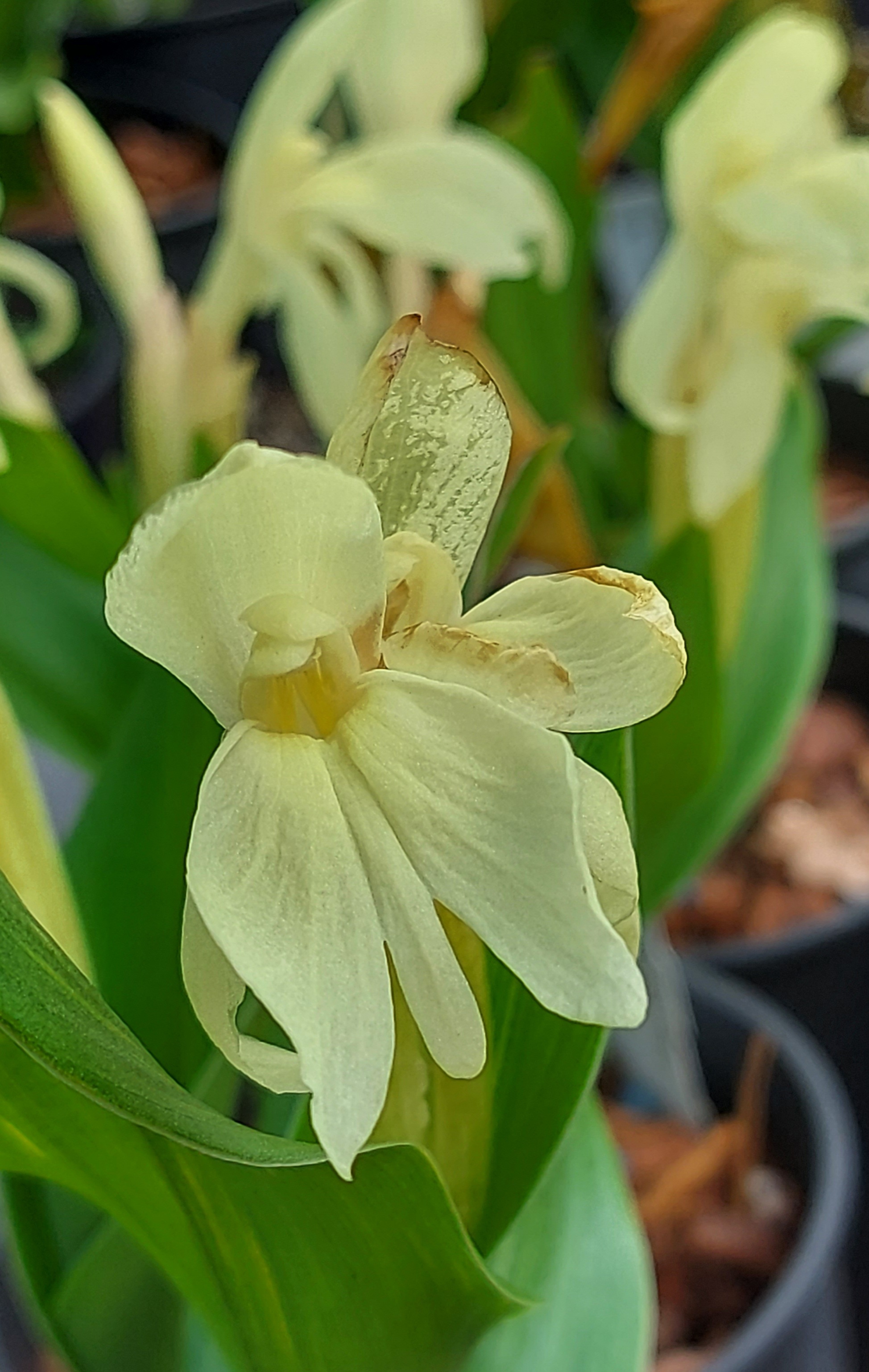 Roscoea humeana Lutea