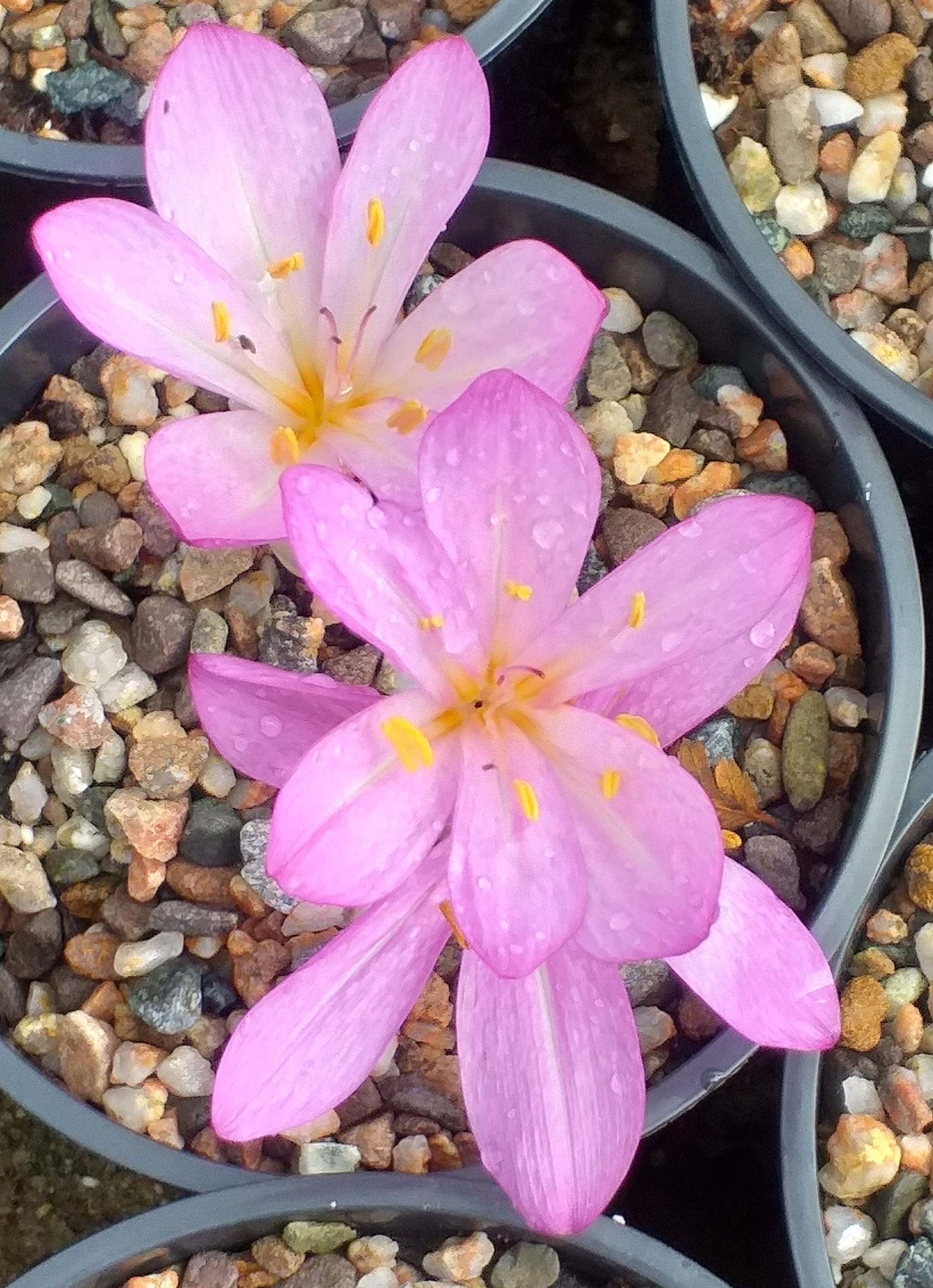 Colchicum Dick Trotter