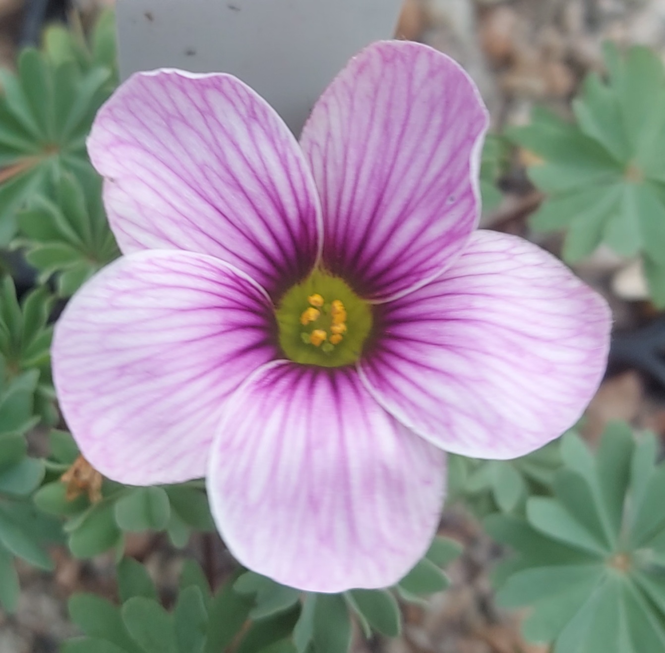 Oxalis enneaphylla Annette