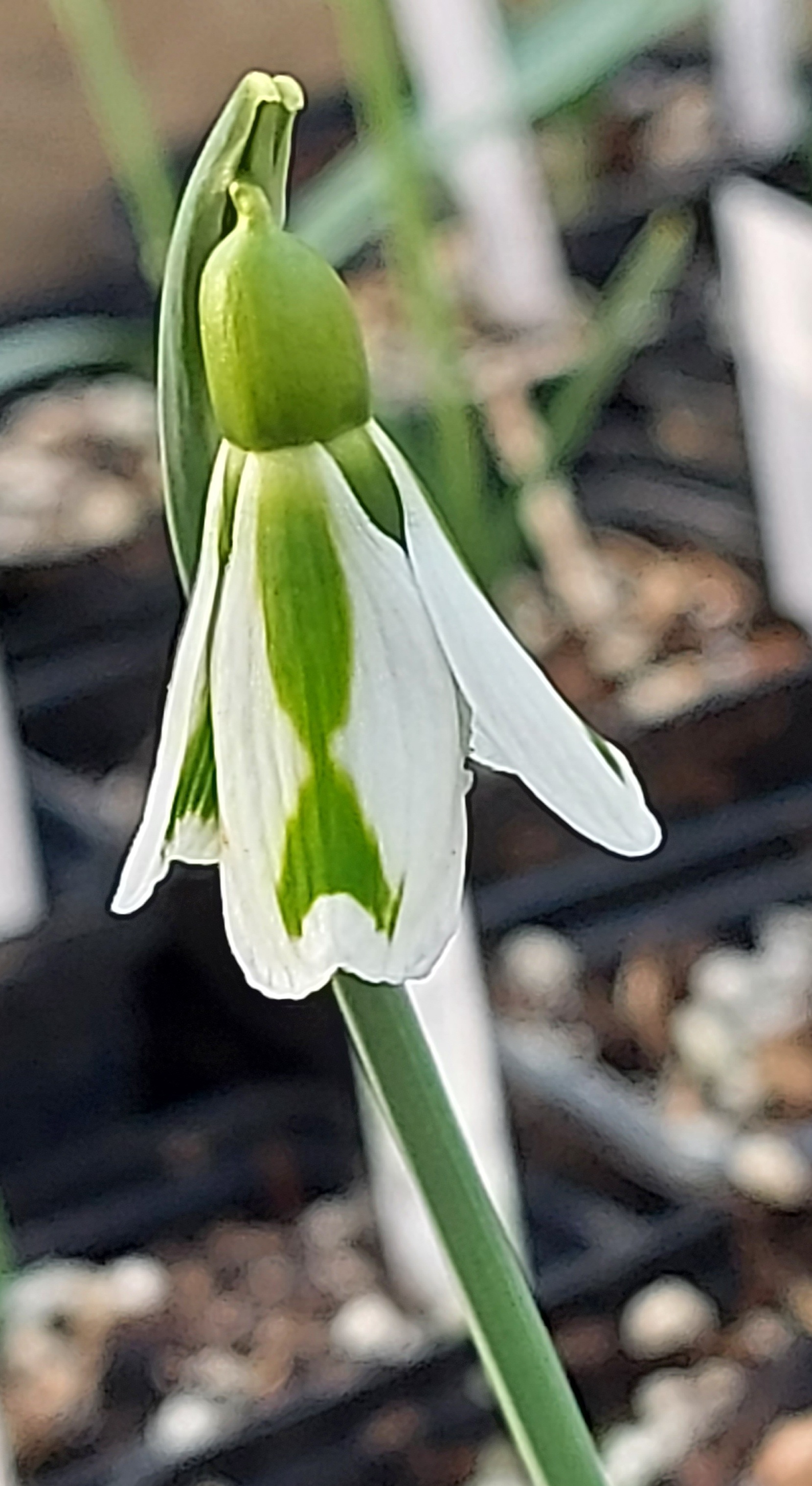 Galanthus South Hayes