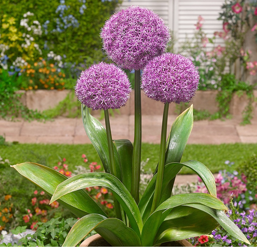 Allium Party Balloons