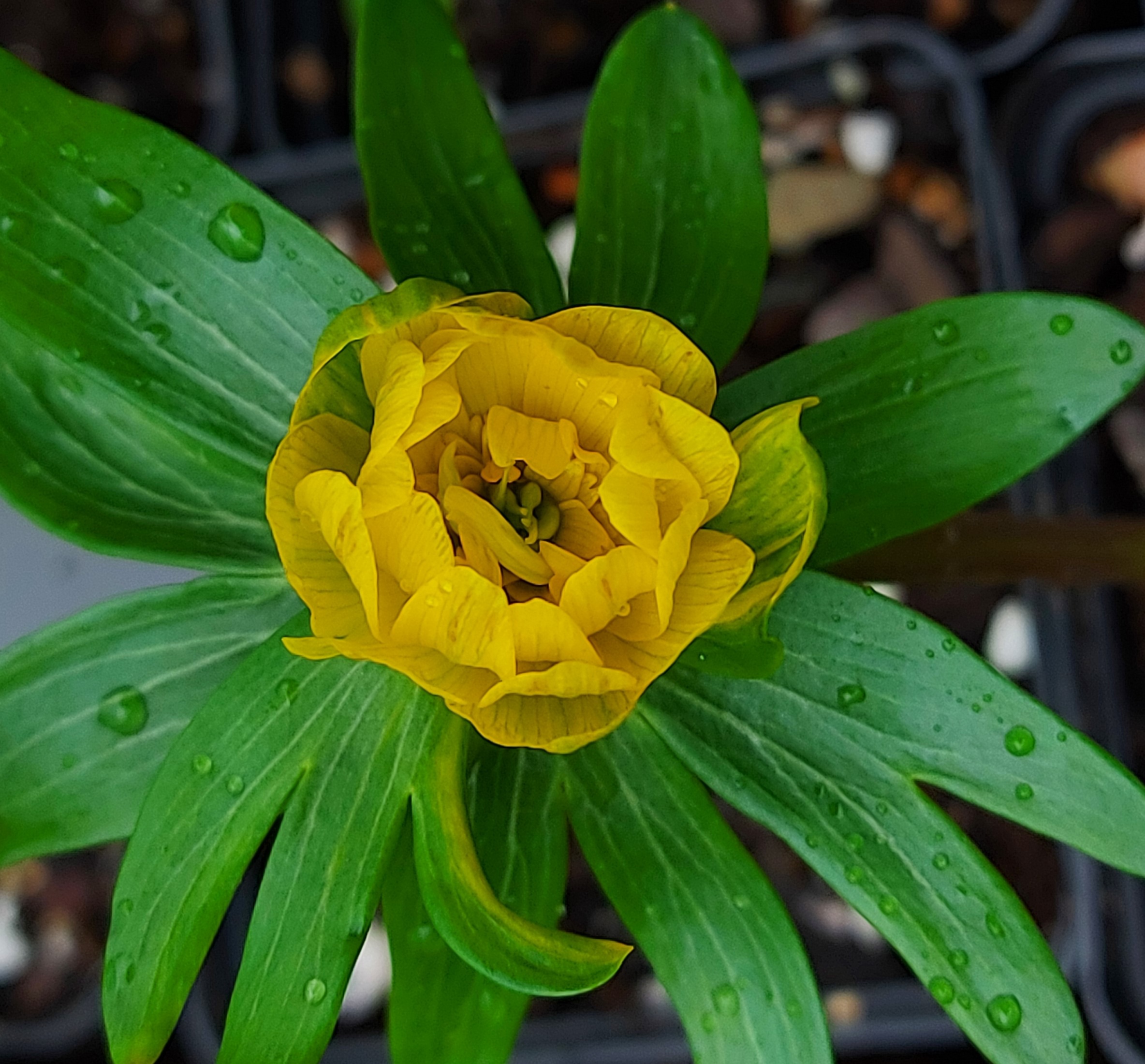 Eranthis Lady Lamortagne