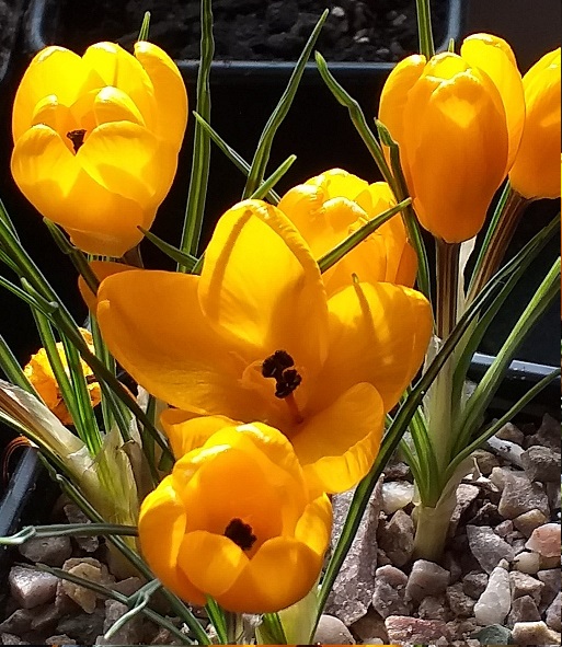 Crocus chrysanthus Sunspot