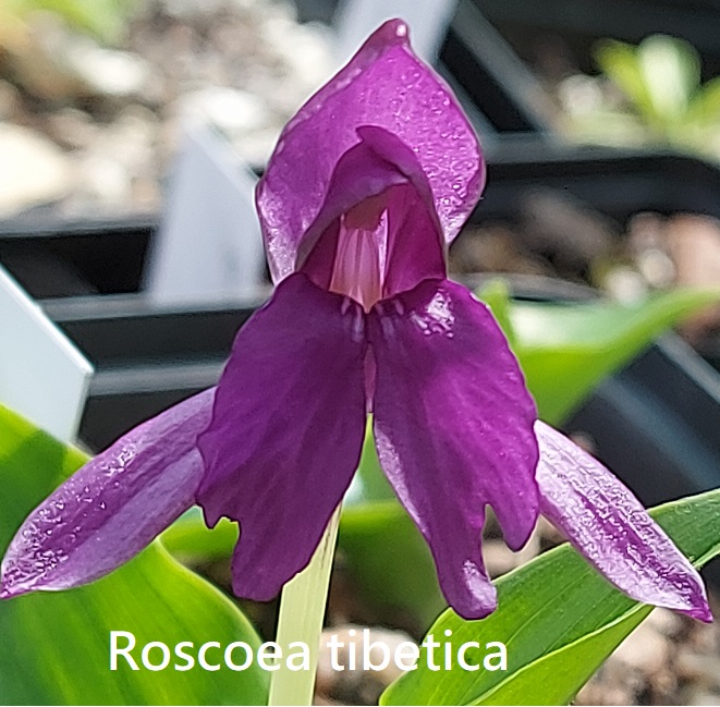 Roscoea tibetica