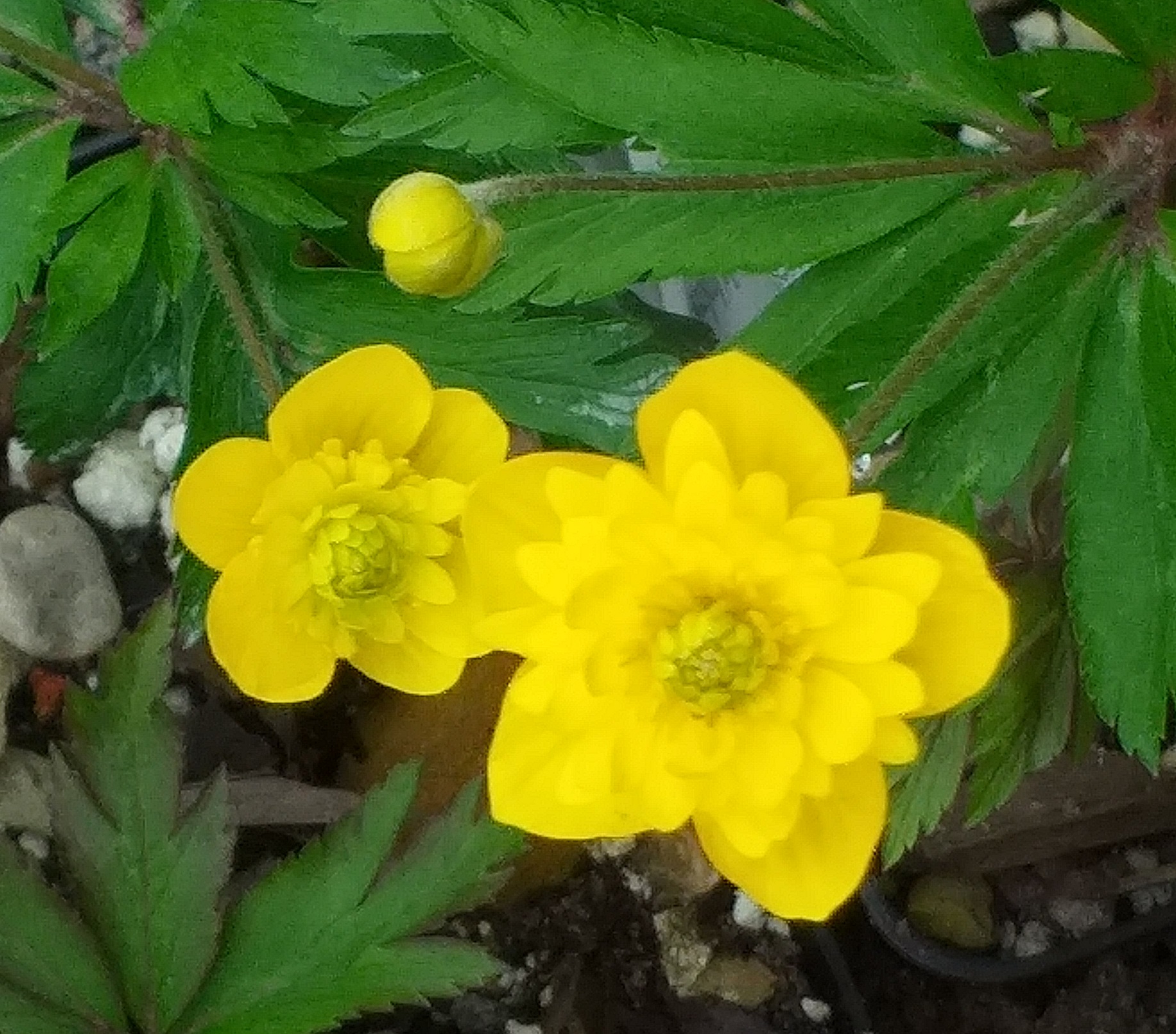 Anemone ranunculoides Ants