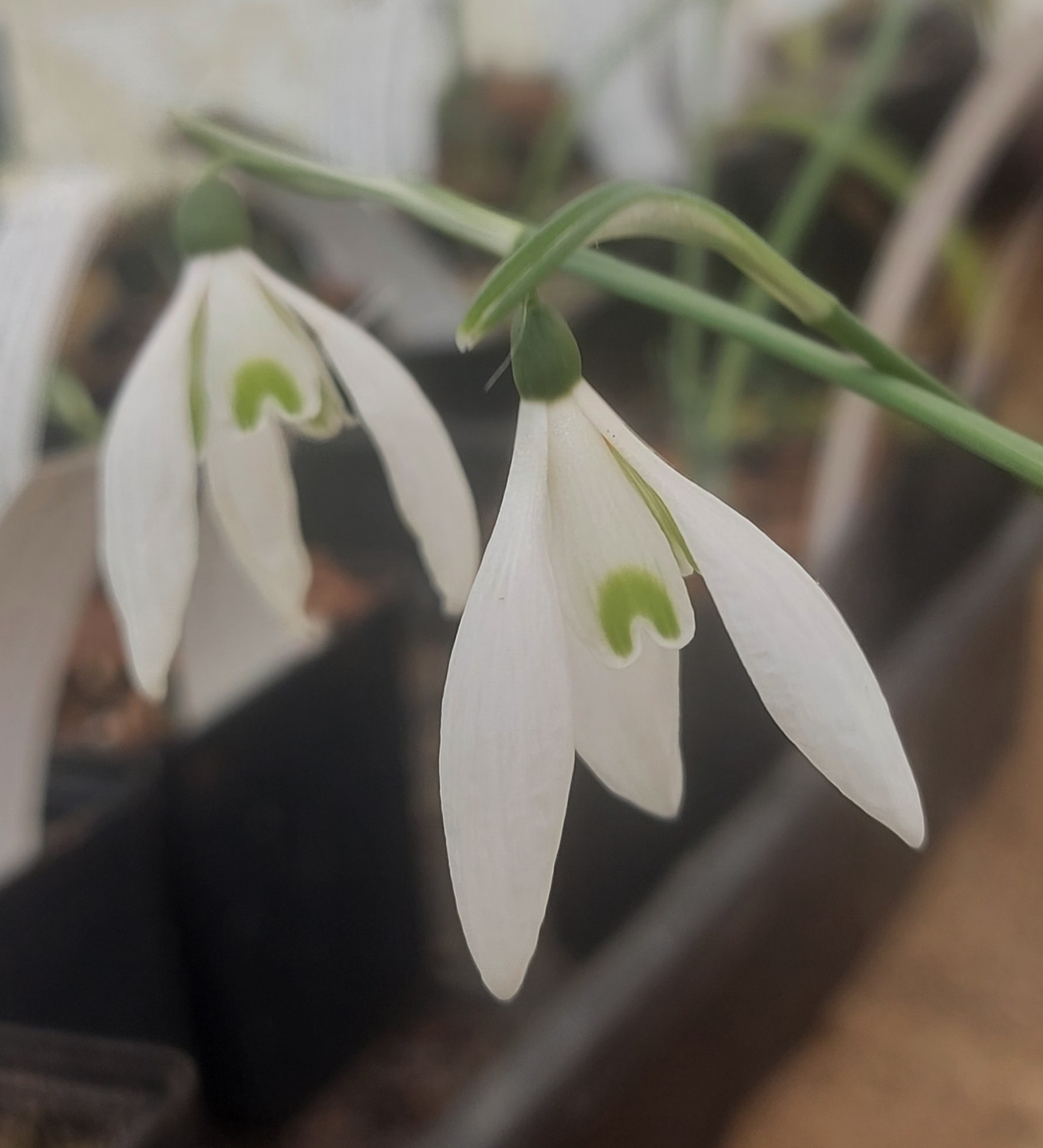 Galanthus reginae-olgae Heracles