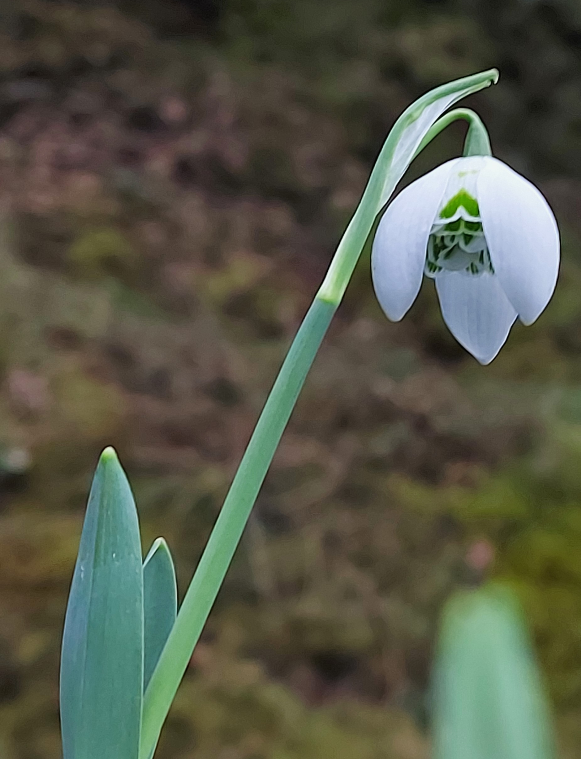 Galanthus Lady Fairhaven