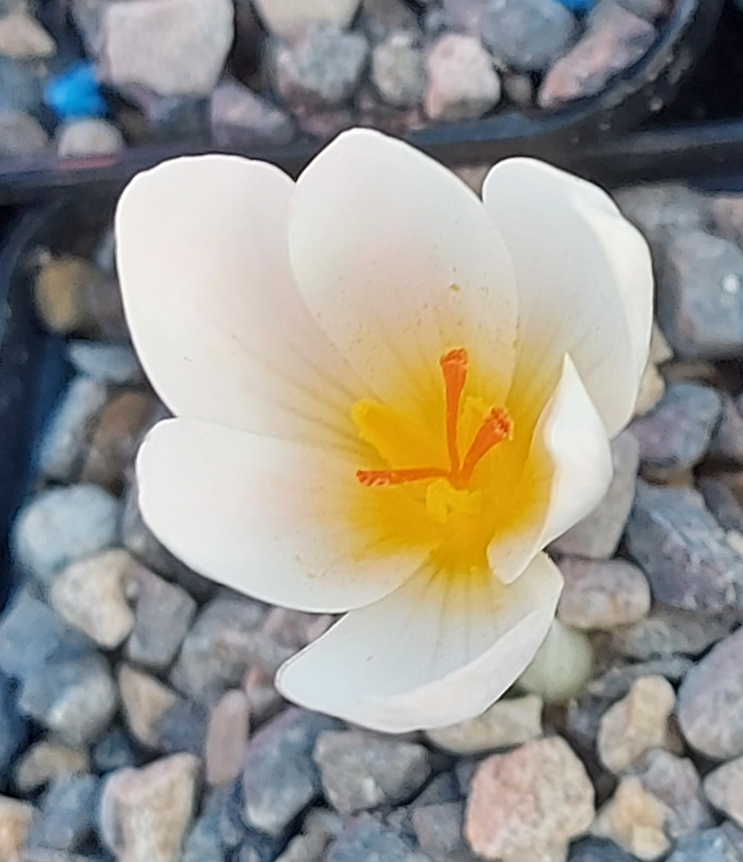 Crocus hadriaticus Indian Summer