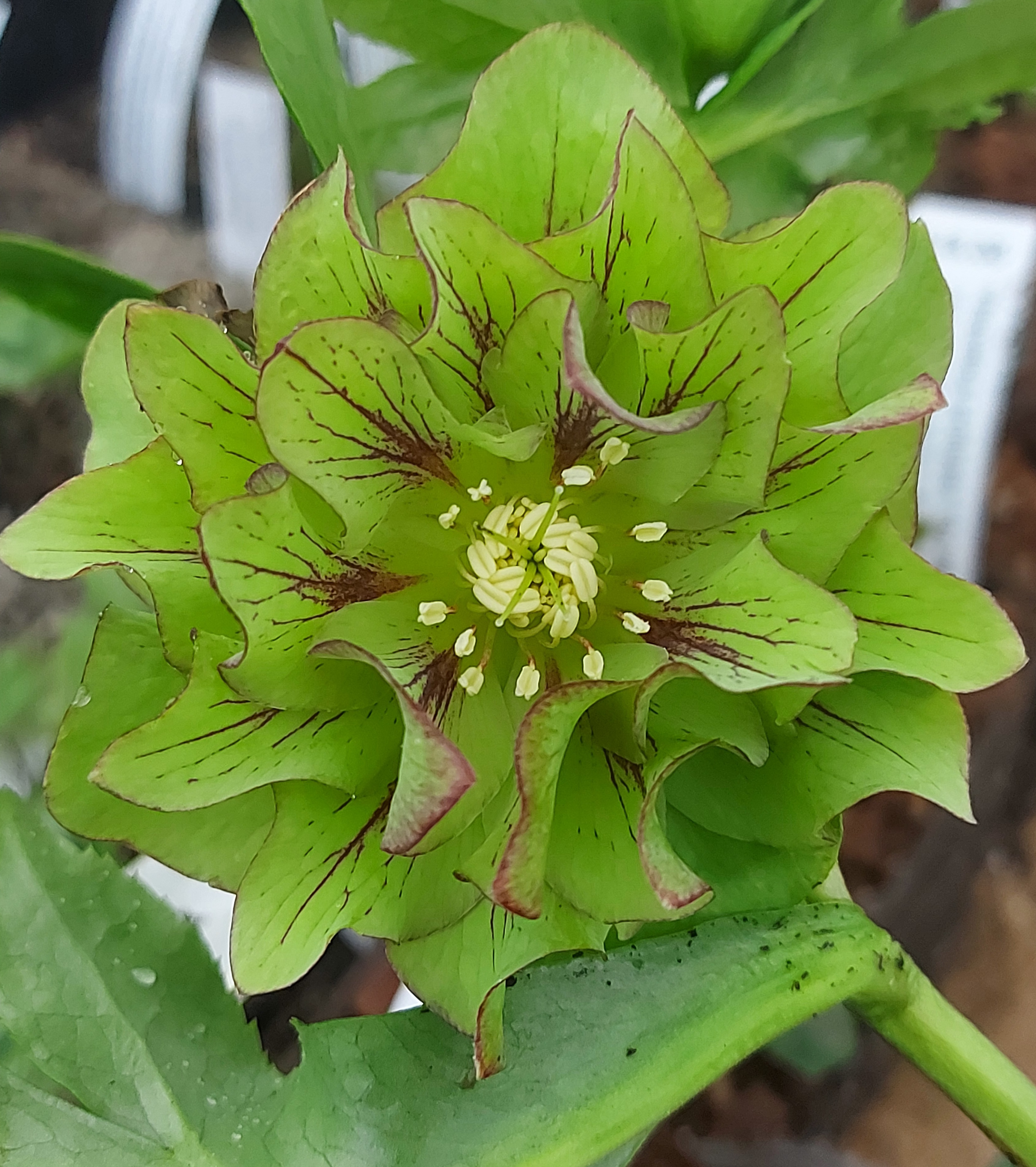 Helleborus x hybridus Green Red Streak
