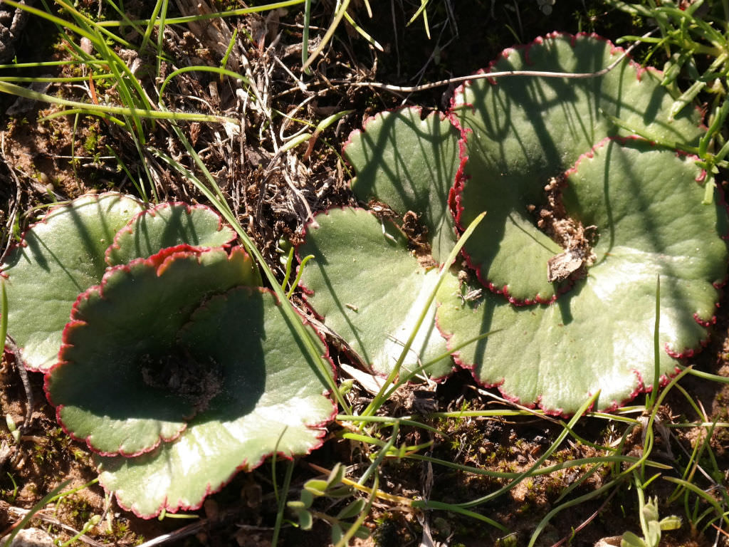 Crassula saxifraga