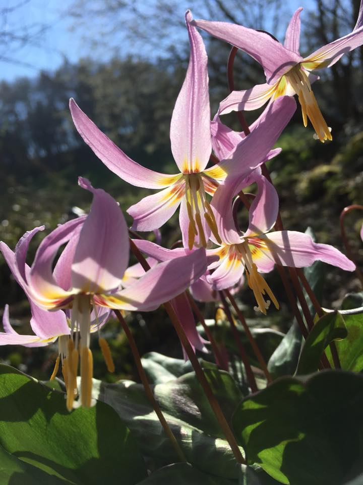 Erythronium Janice