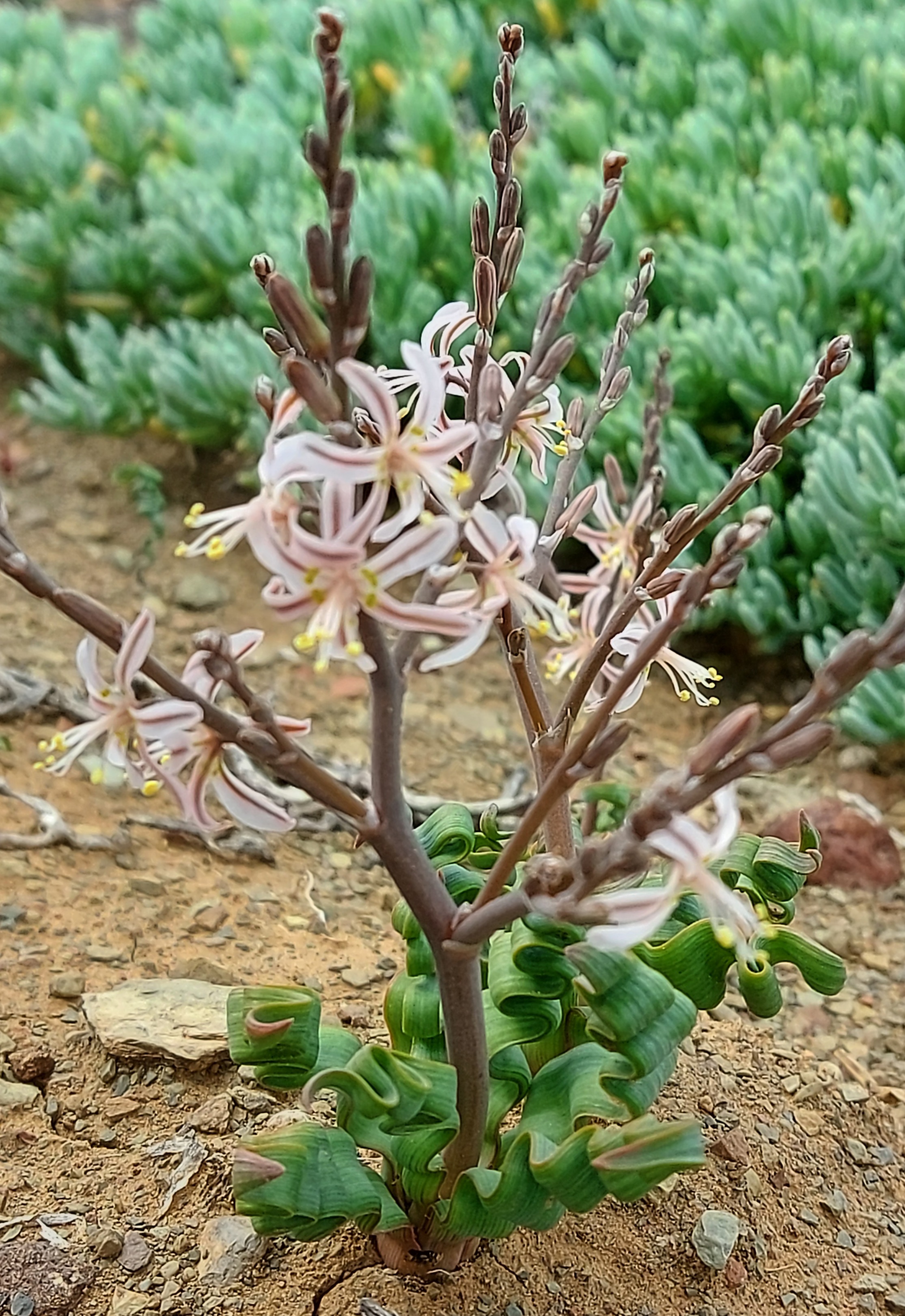 Trachyandra tortilis