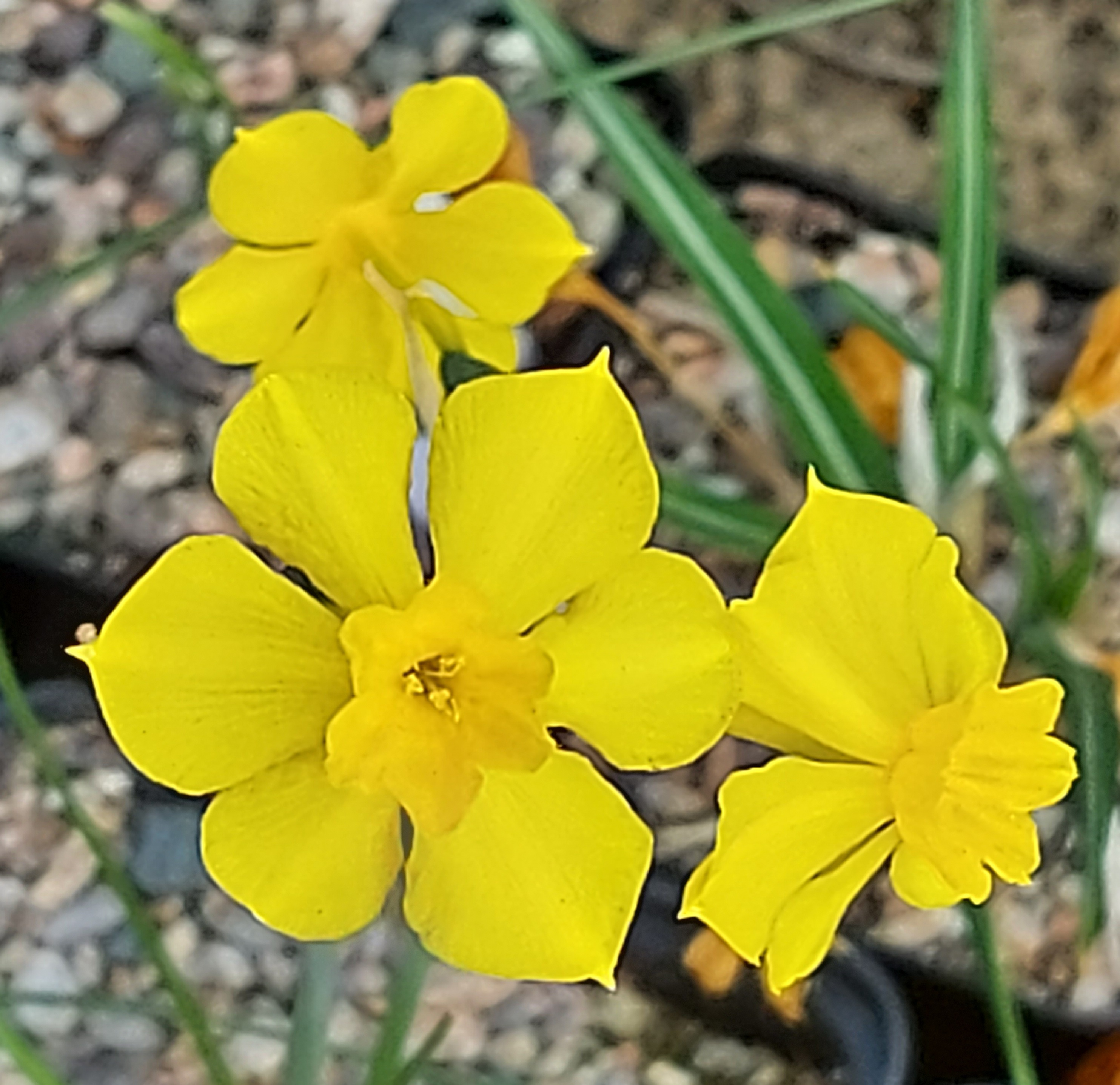 Narcissus cerrolazae