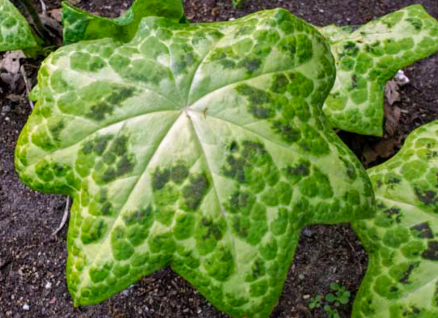 Podophyllum Kalaidoscope