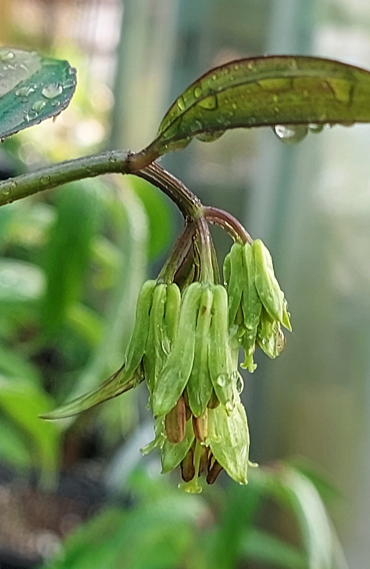 Disporum longistylum Night Heron