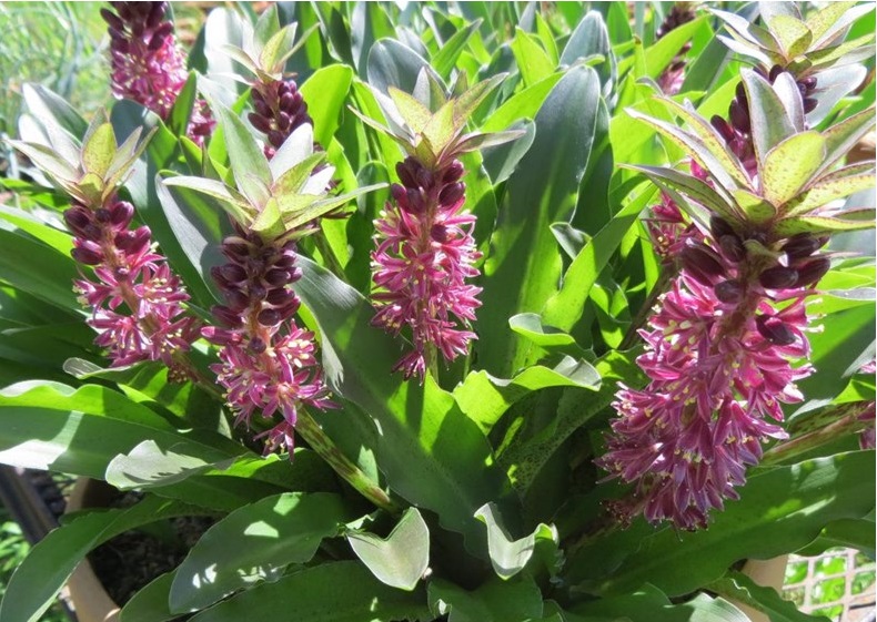 Eucomis vandermerwei