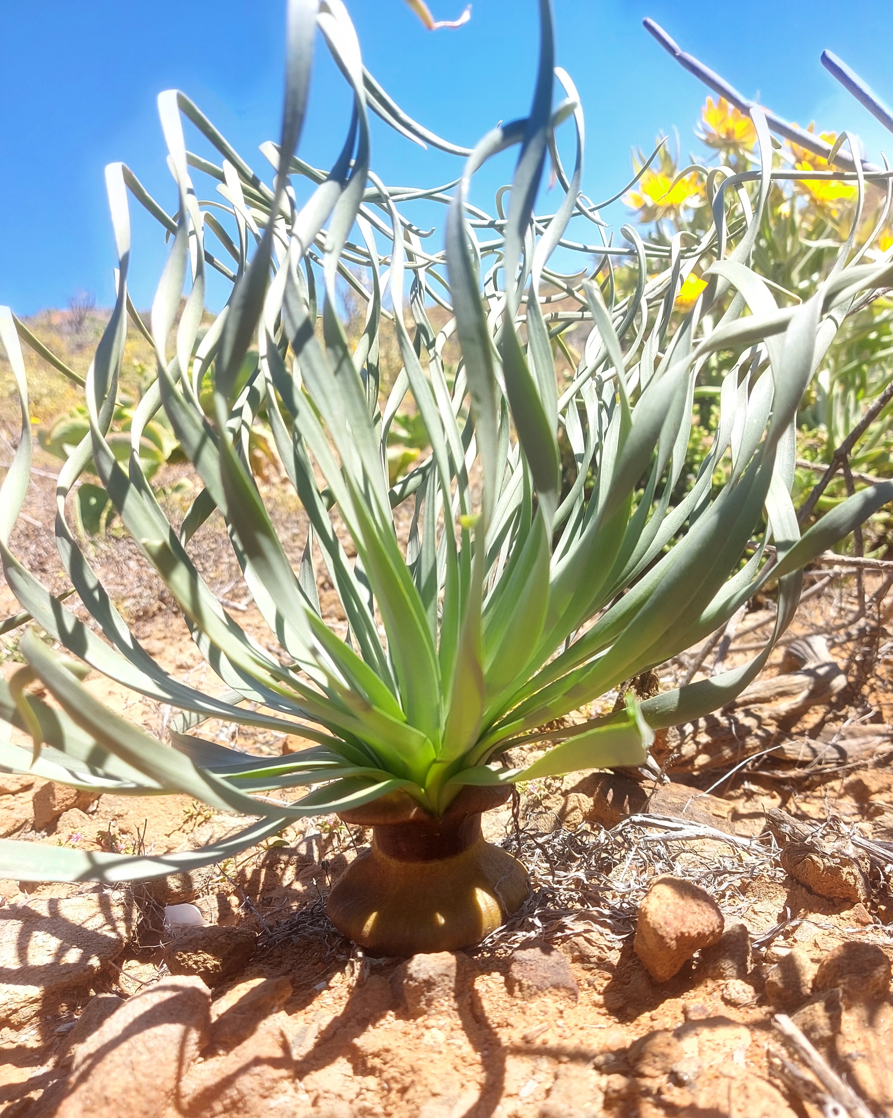 Gethyllis namaquensis