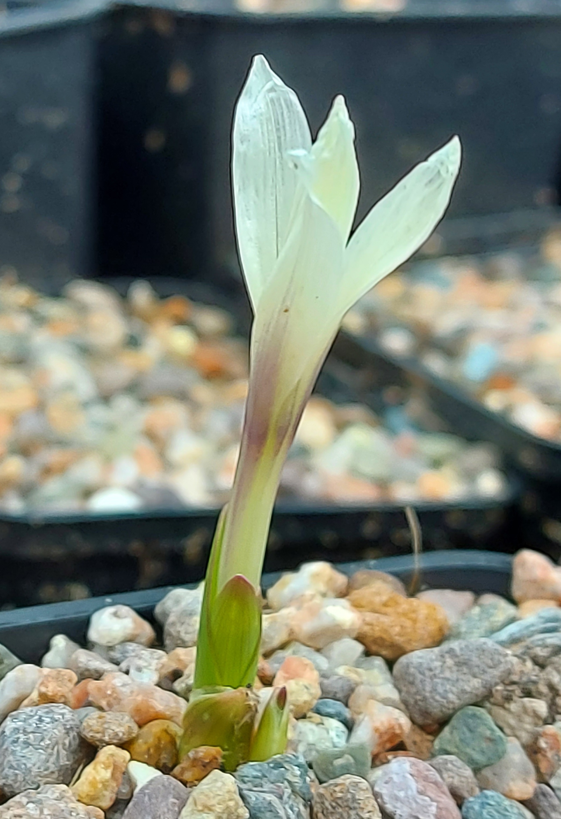 Colchicum Snow of Highlands