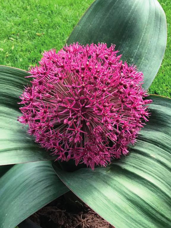 Allium karataviense Red Giant