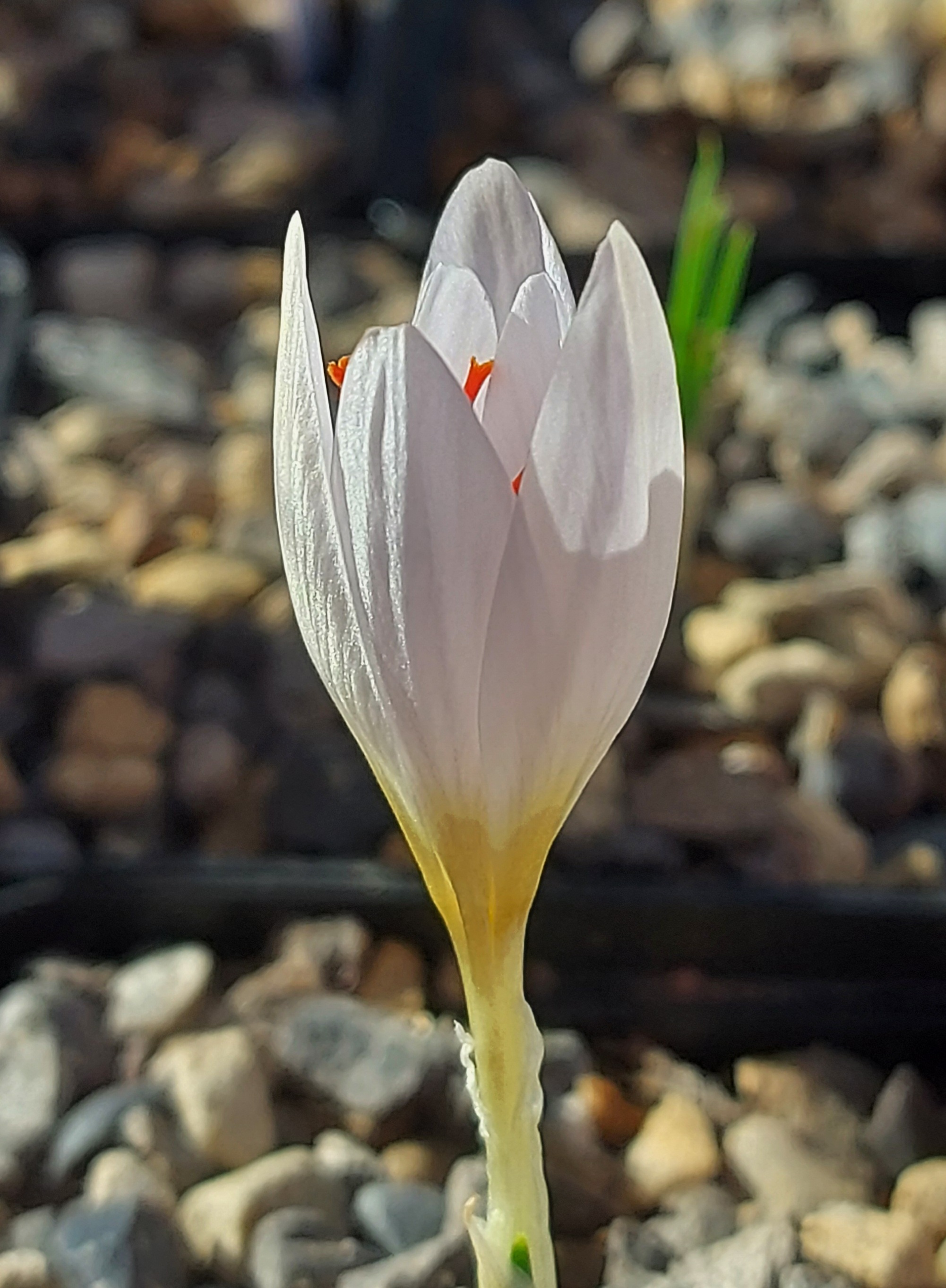 Crocus oreocreticus Mailys