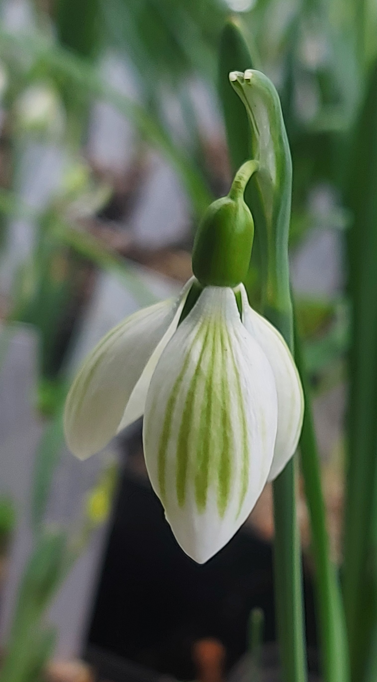 Galanthus Andreas Fault