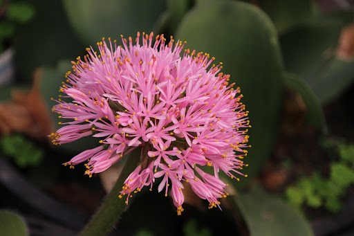 Haemanthus humilis