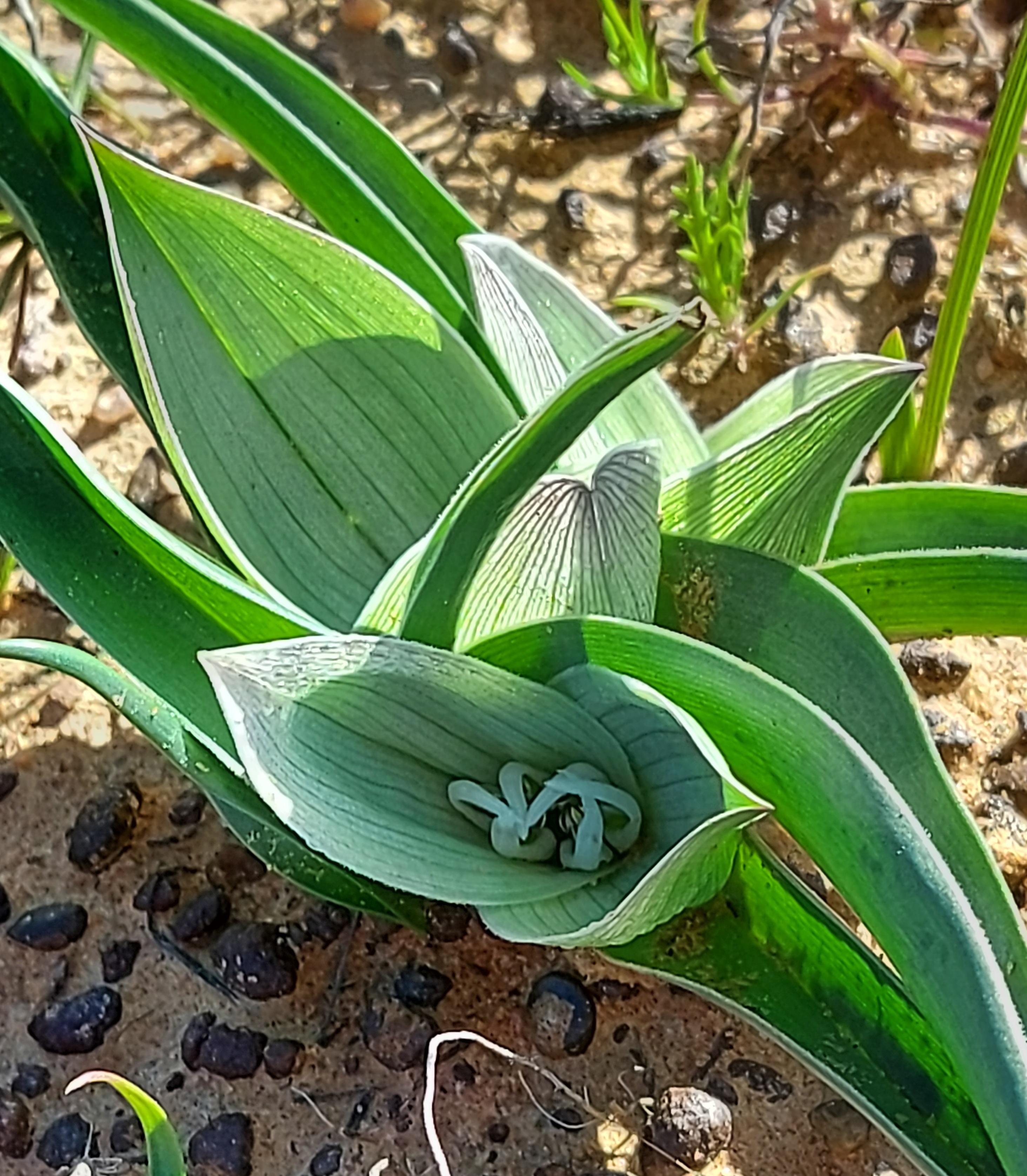 Androcymbium burchellii