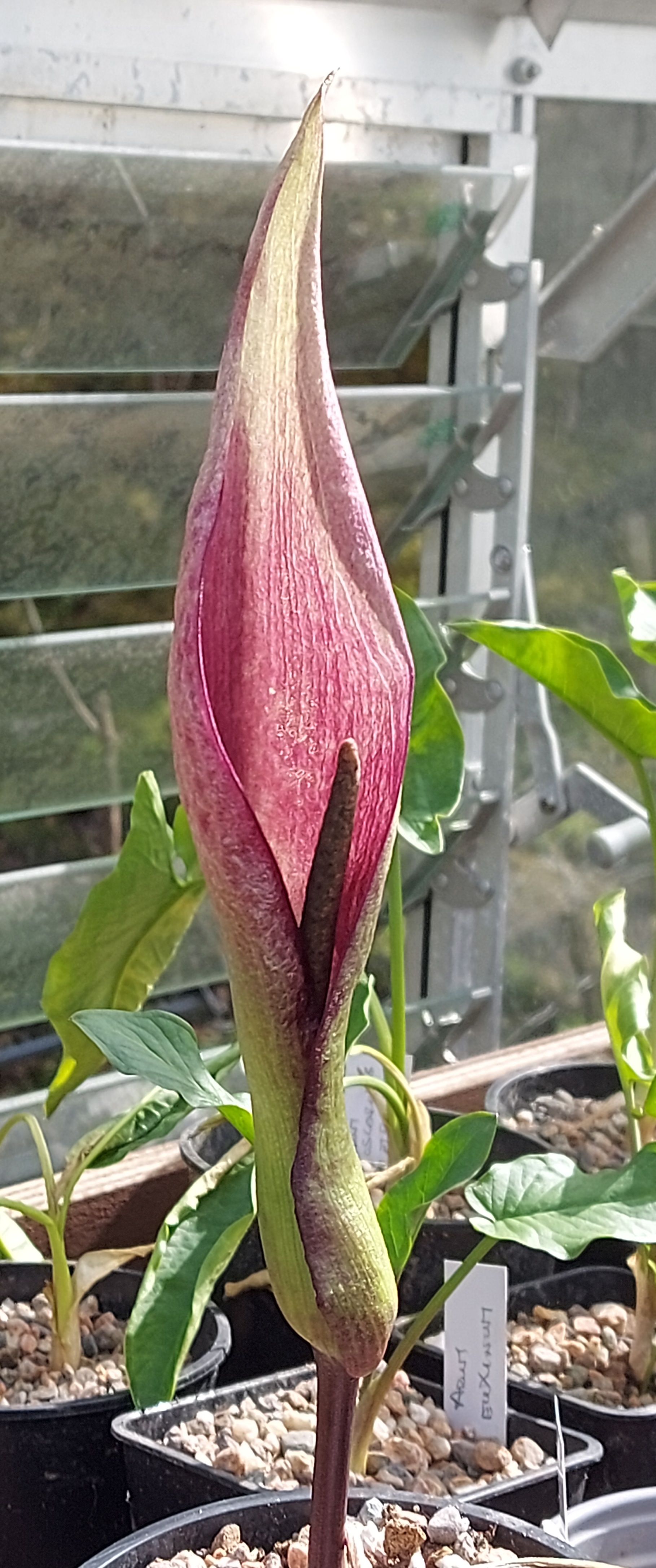 Arum dioscoridis ssp leipoldtii
