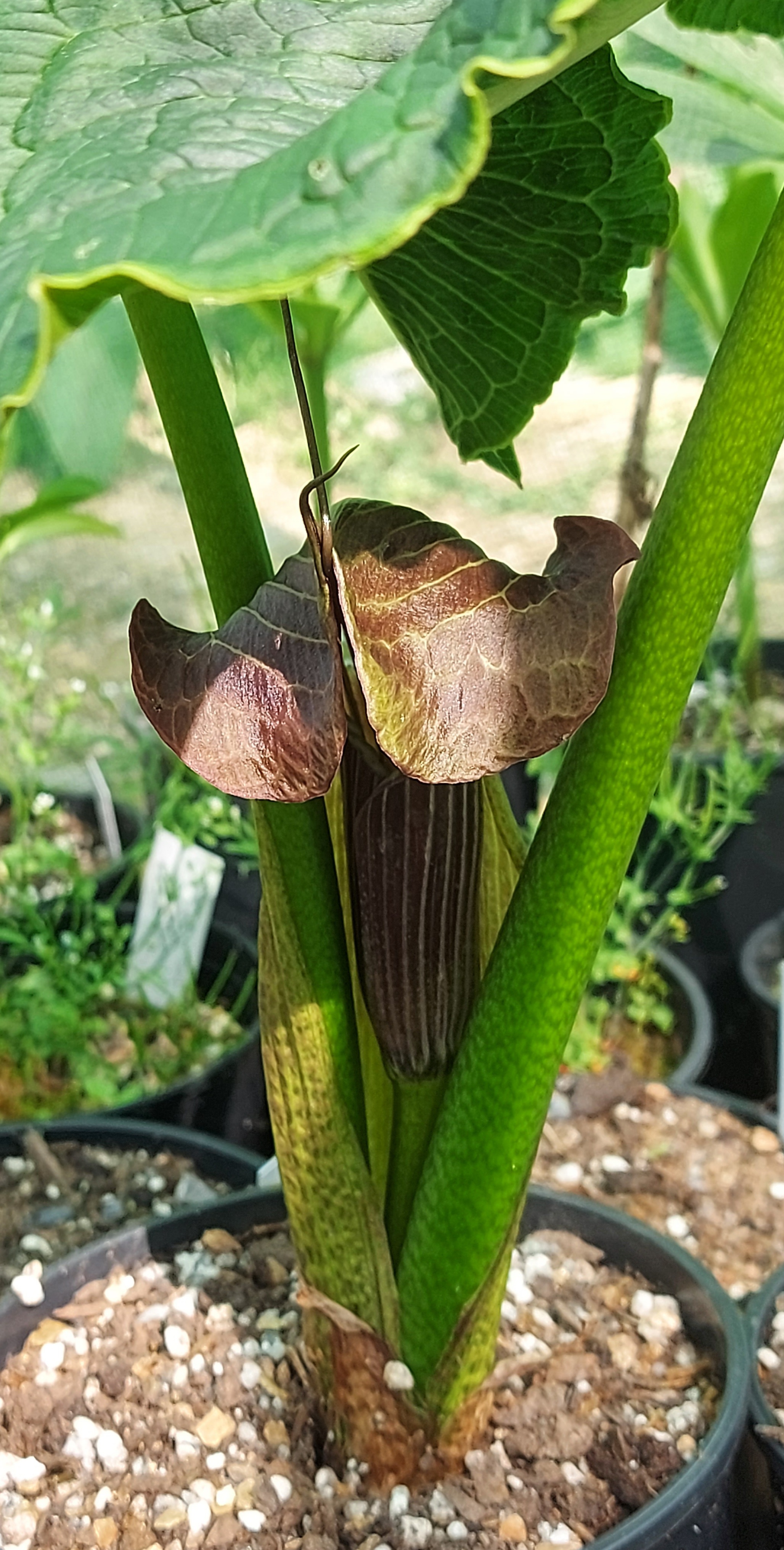 Arisaema griffithii var pradhanii