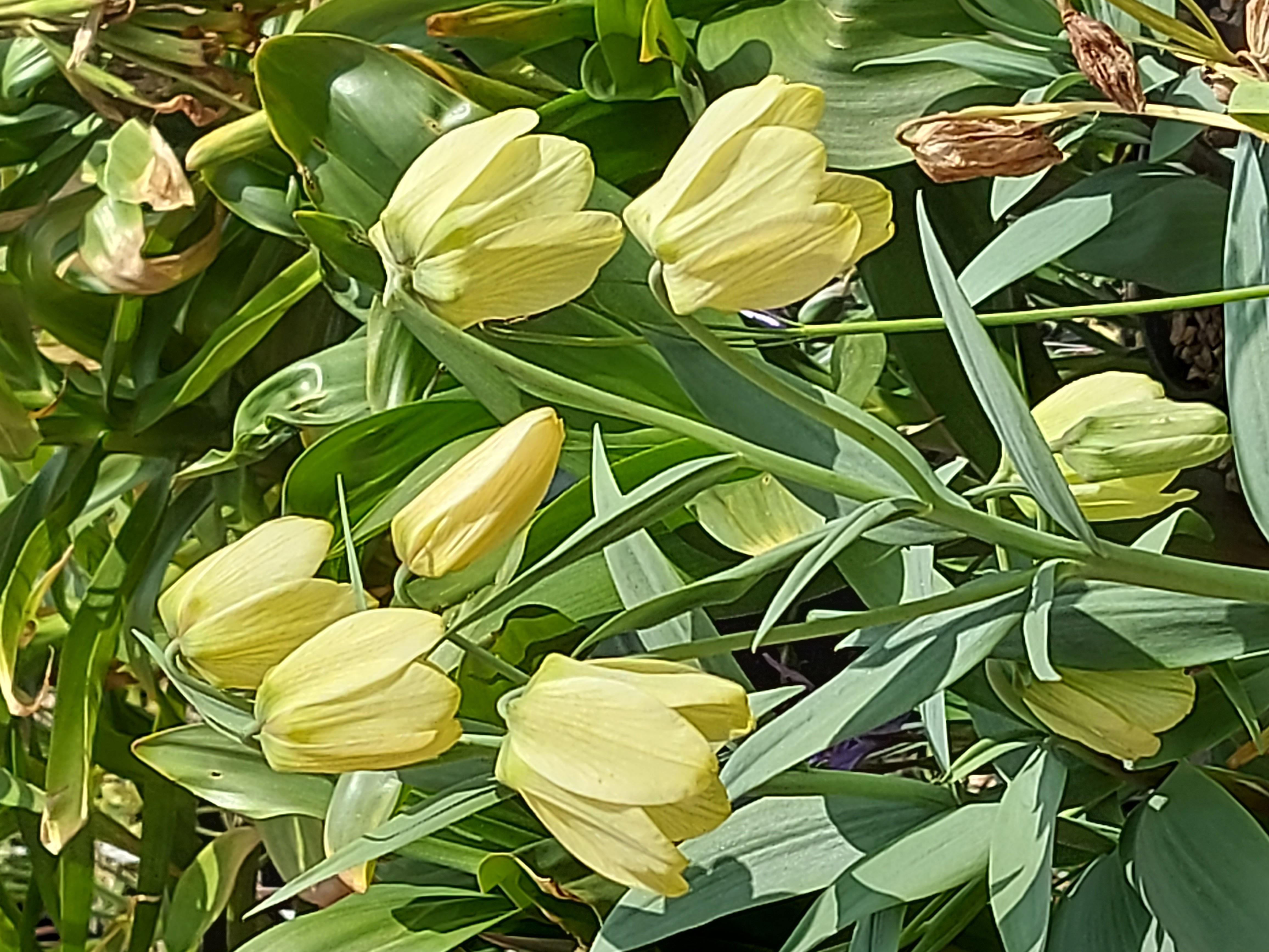 Fritillaria pallidiflora