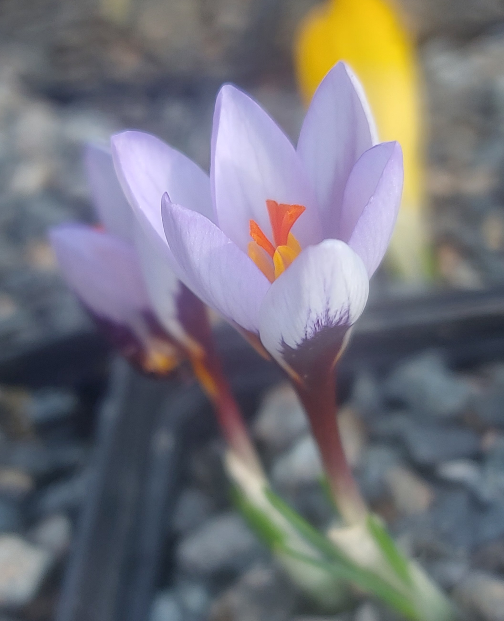 Crocus cyprius