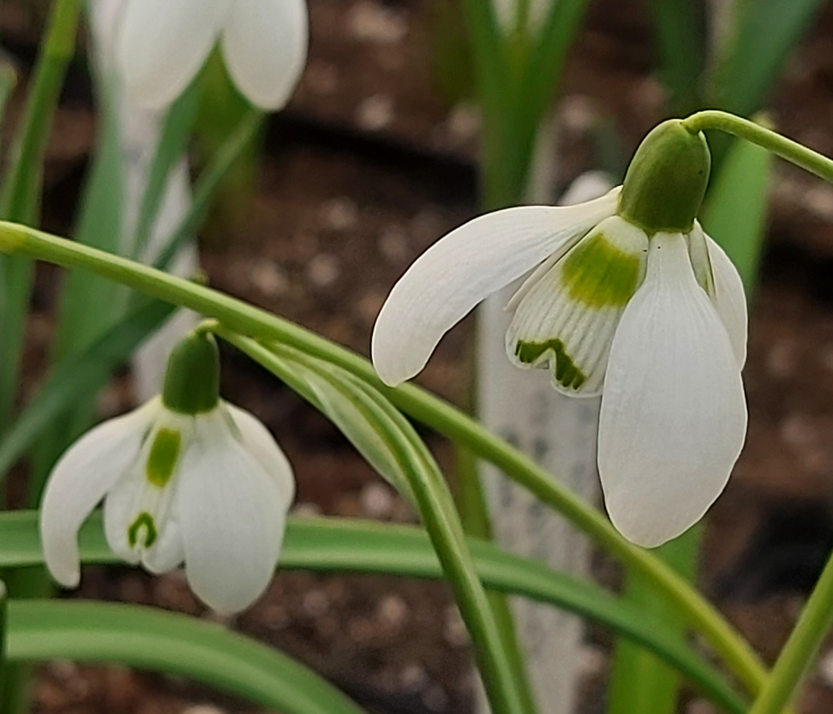 Galanthus Bernard Rollich