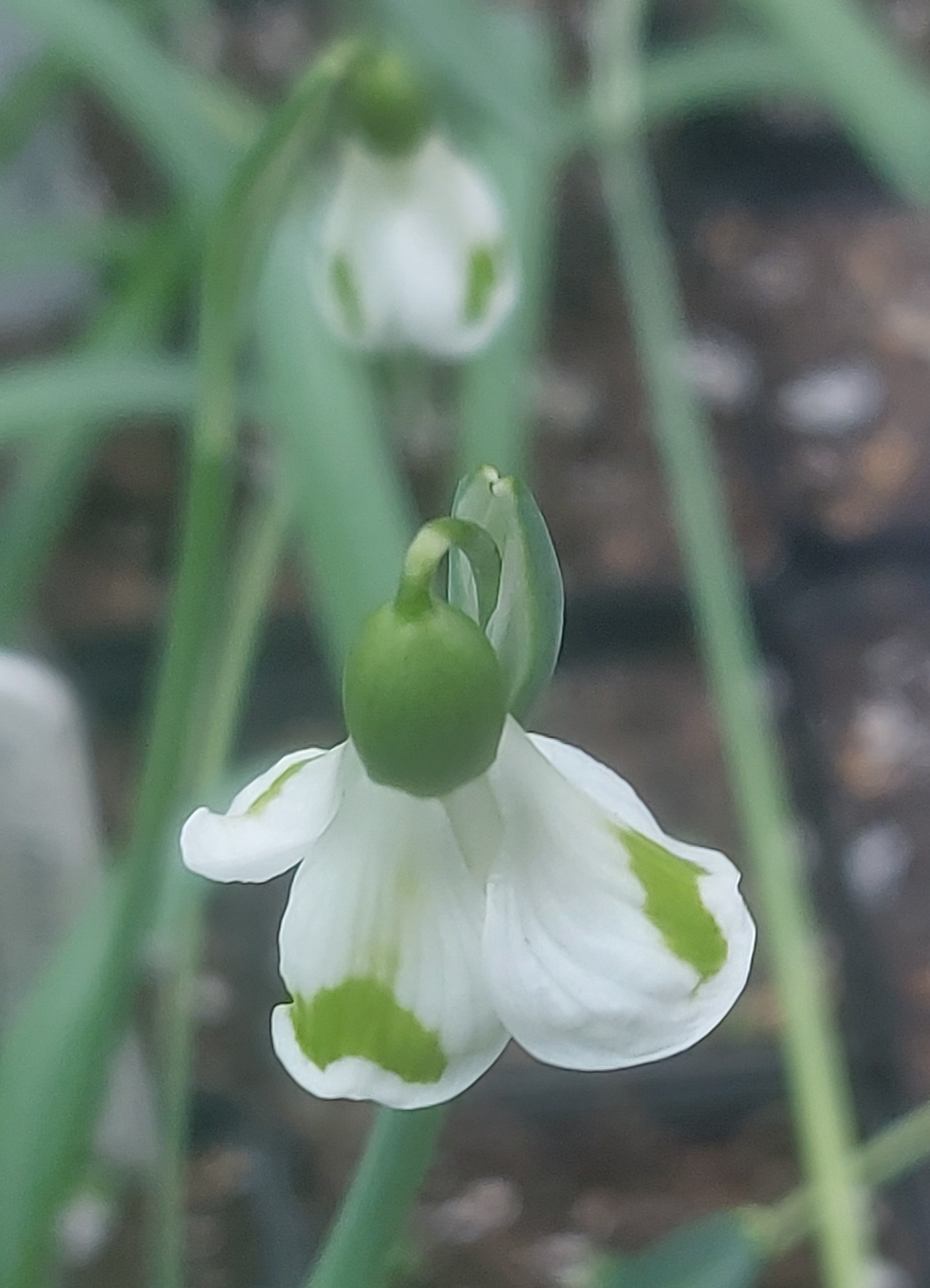 Galanthus Rainbow Incense