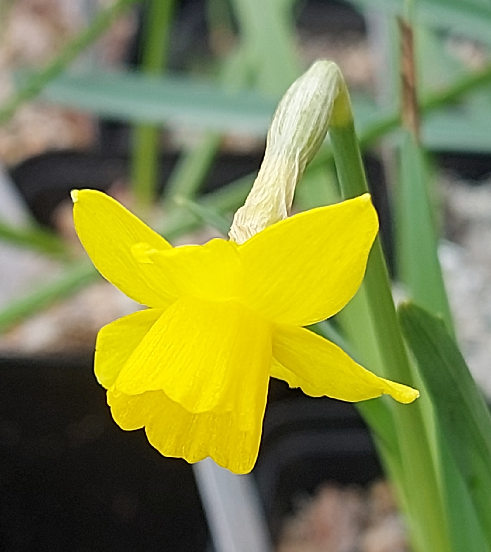 Narcissus Chitter