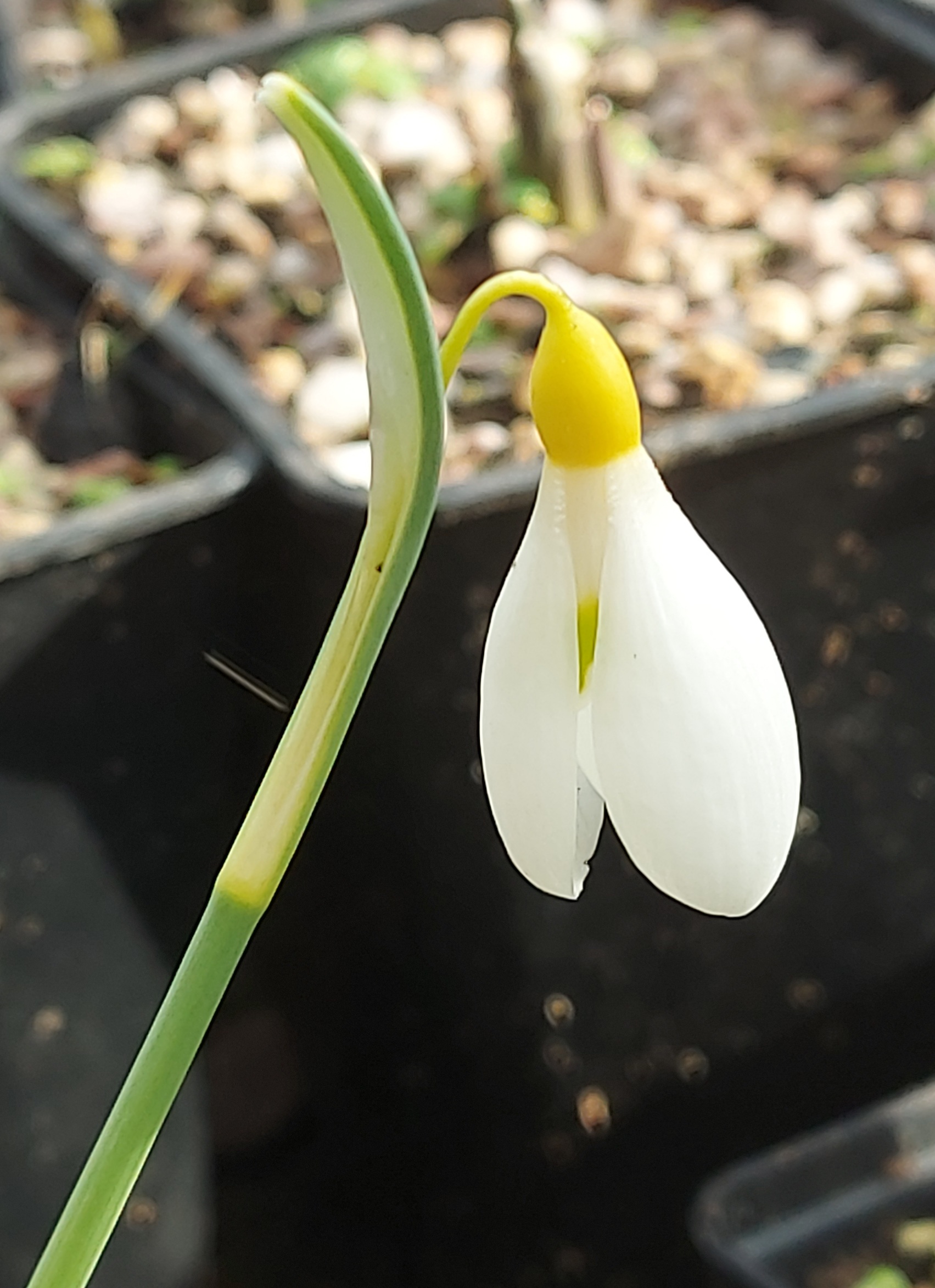 Galanthus Andrew Thorpe