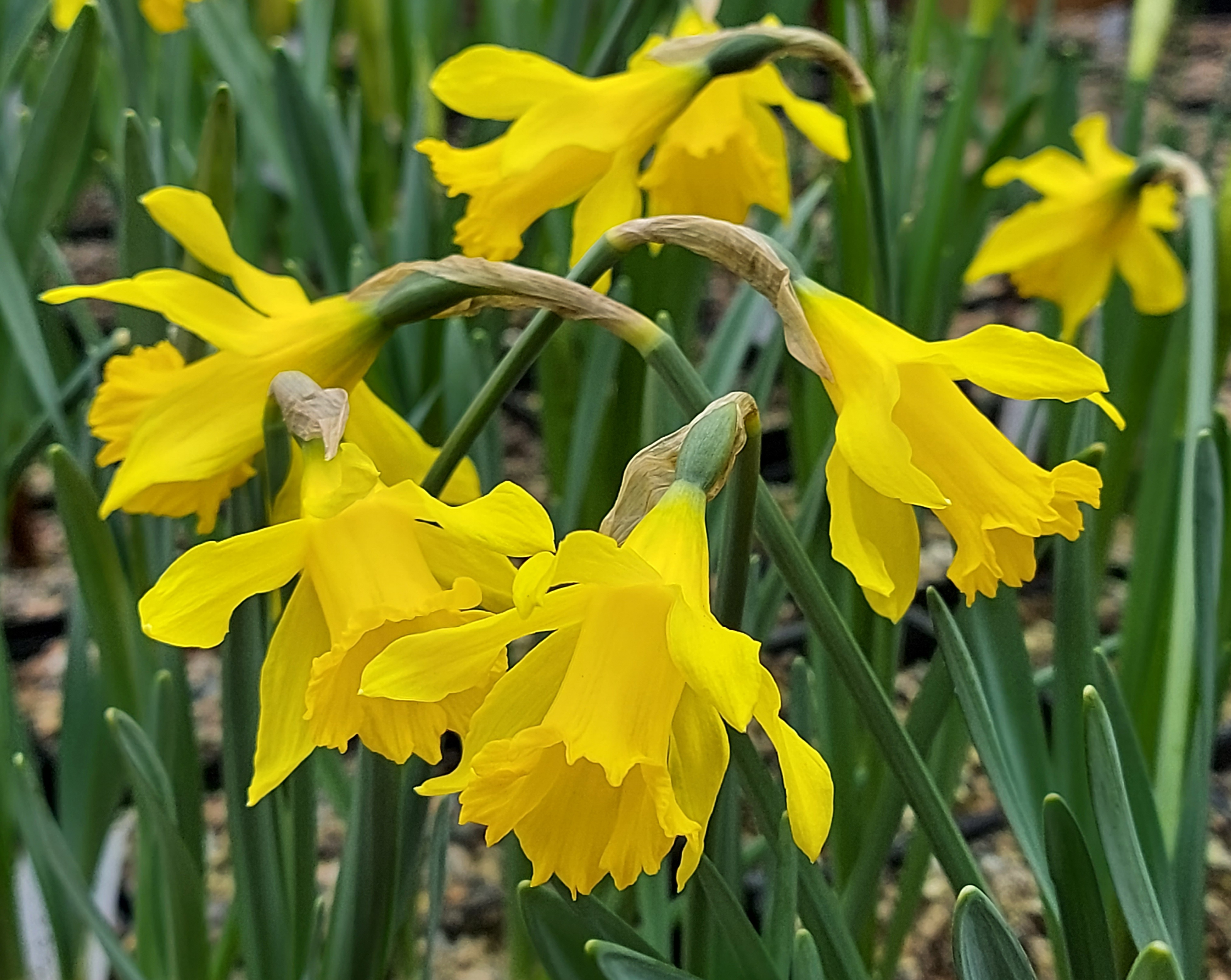 Narcissus pumilus