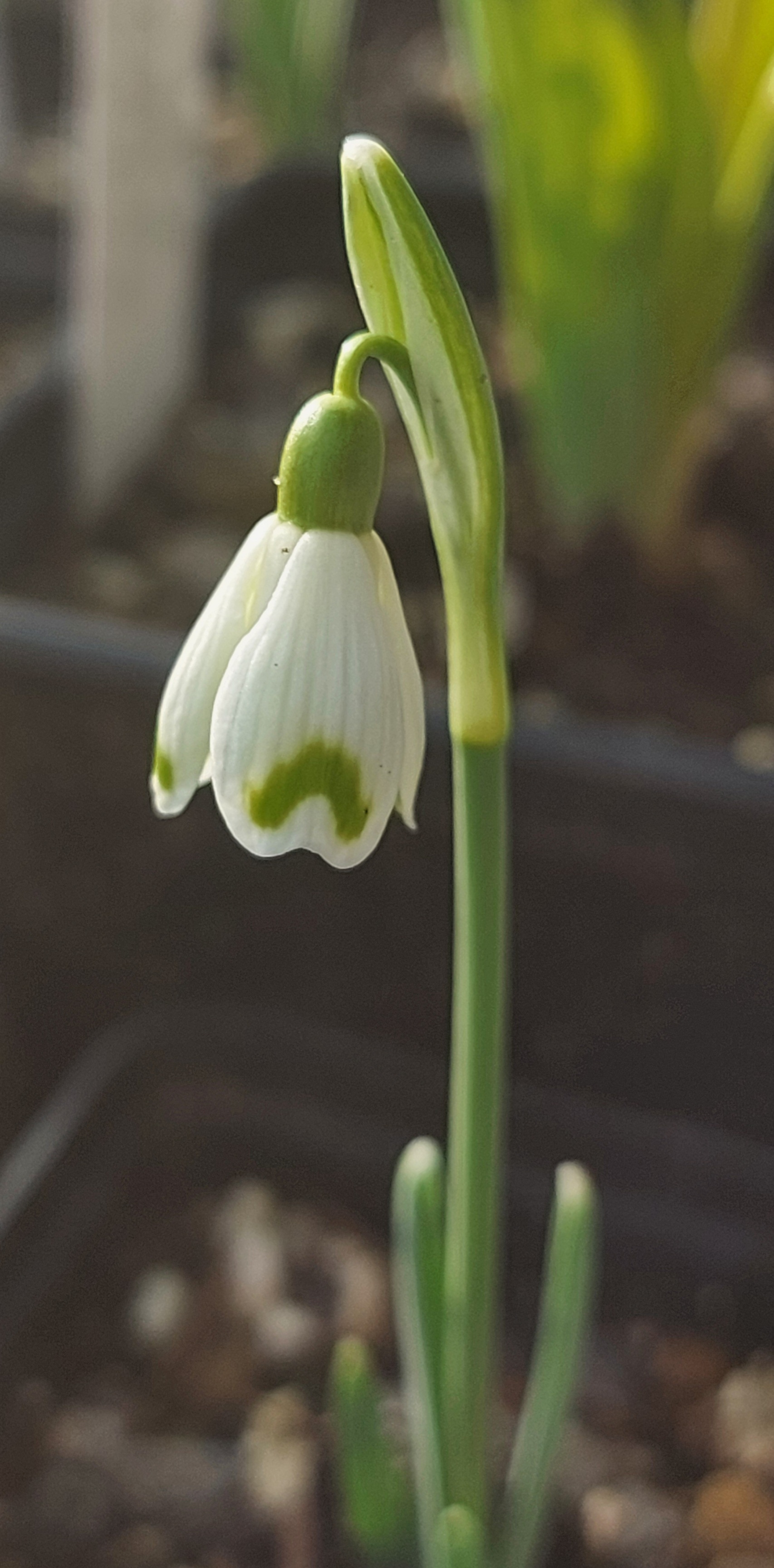 Galanthus Lady Putman