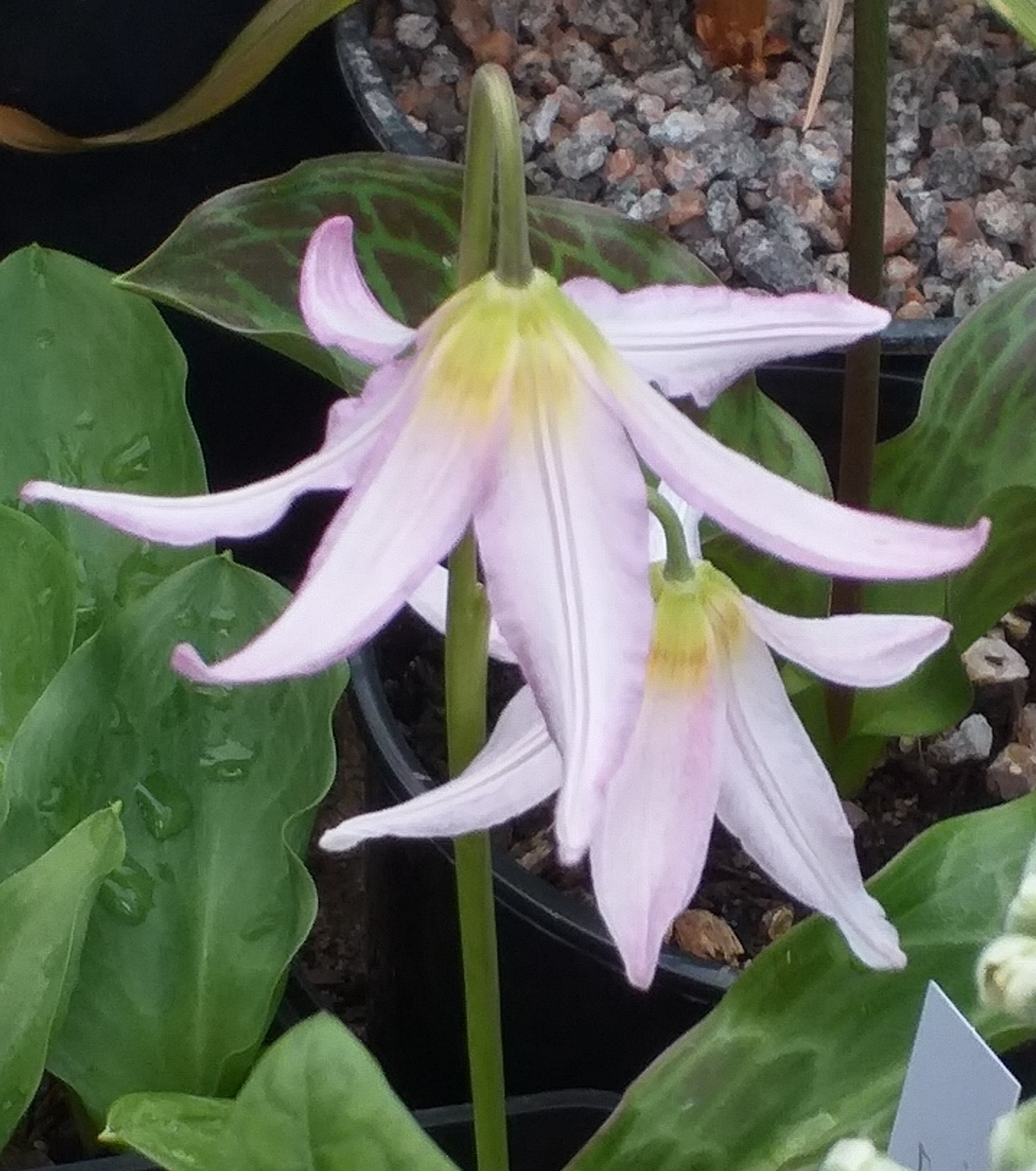 Erythronium Kinfauns Pink