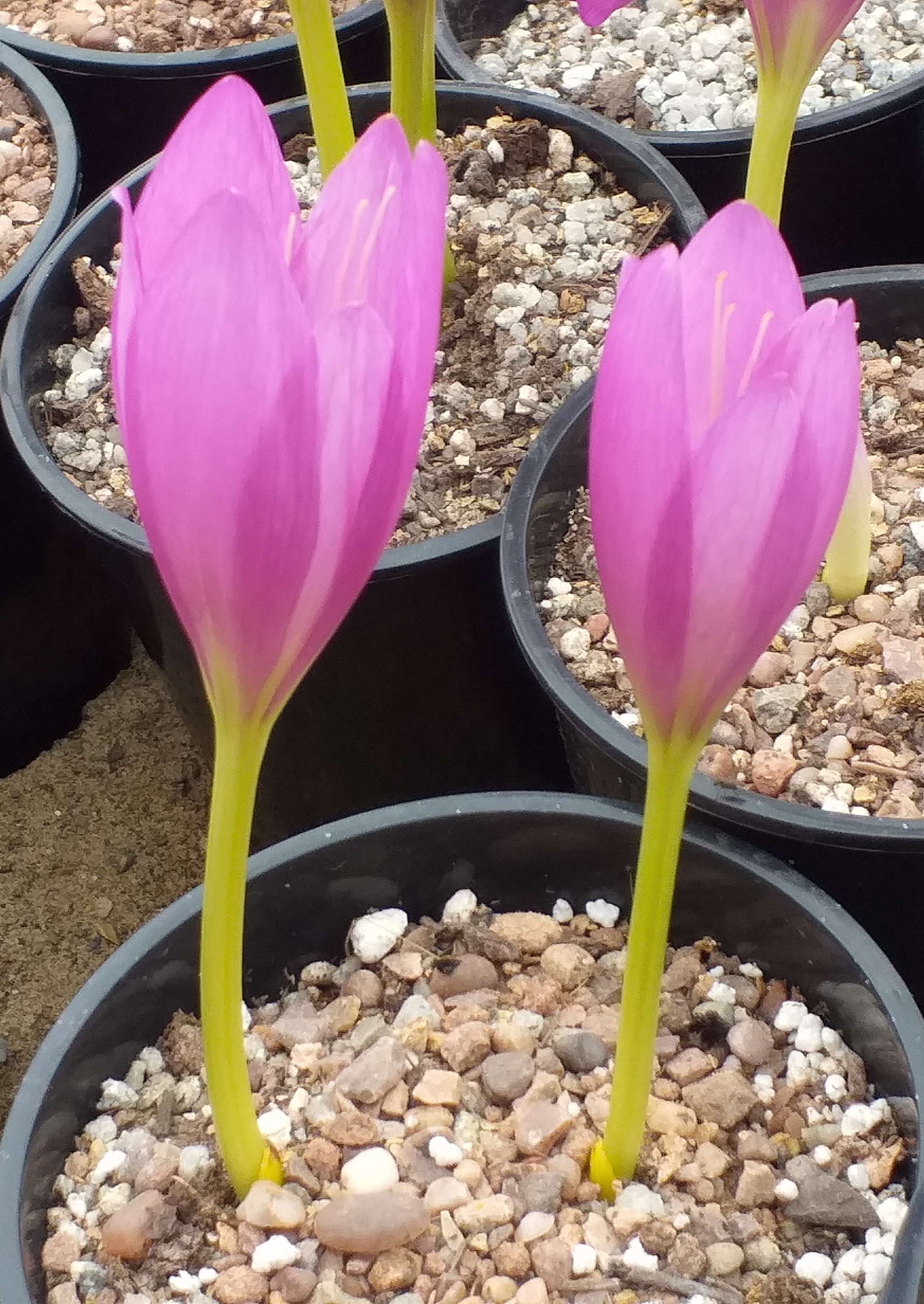 Colchicum Flamenco Dance